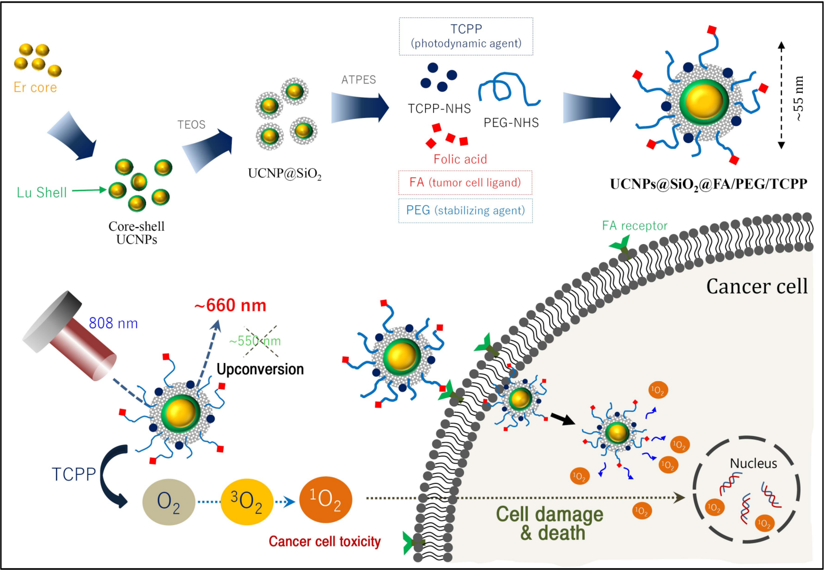 Pharmaceutics 12 01102 g001