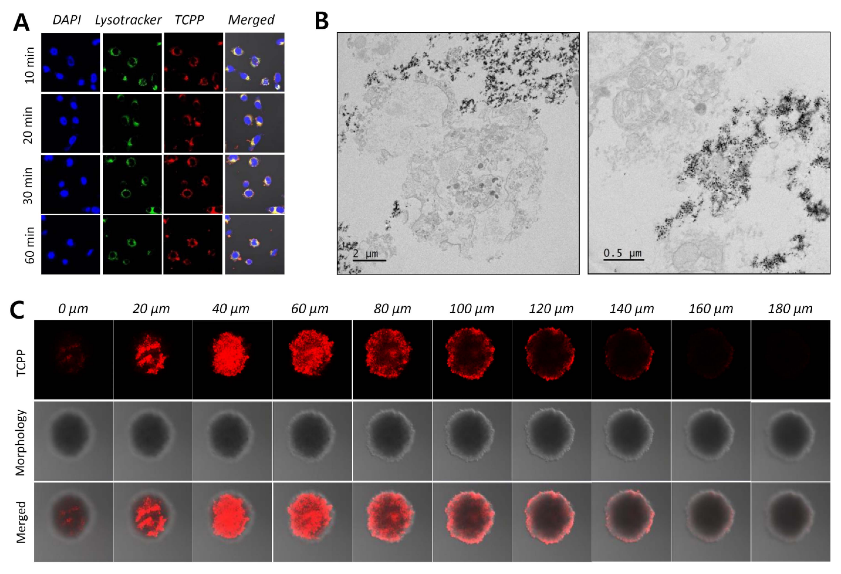 Pharmaceutics 12 01102 g009