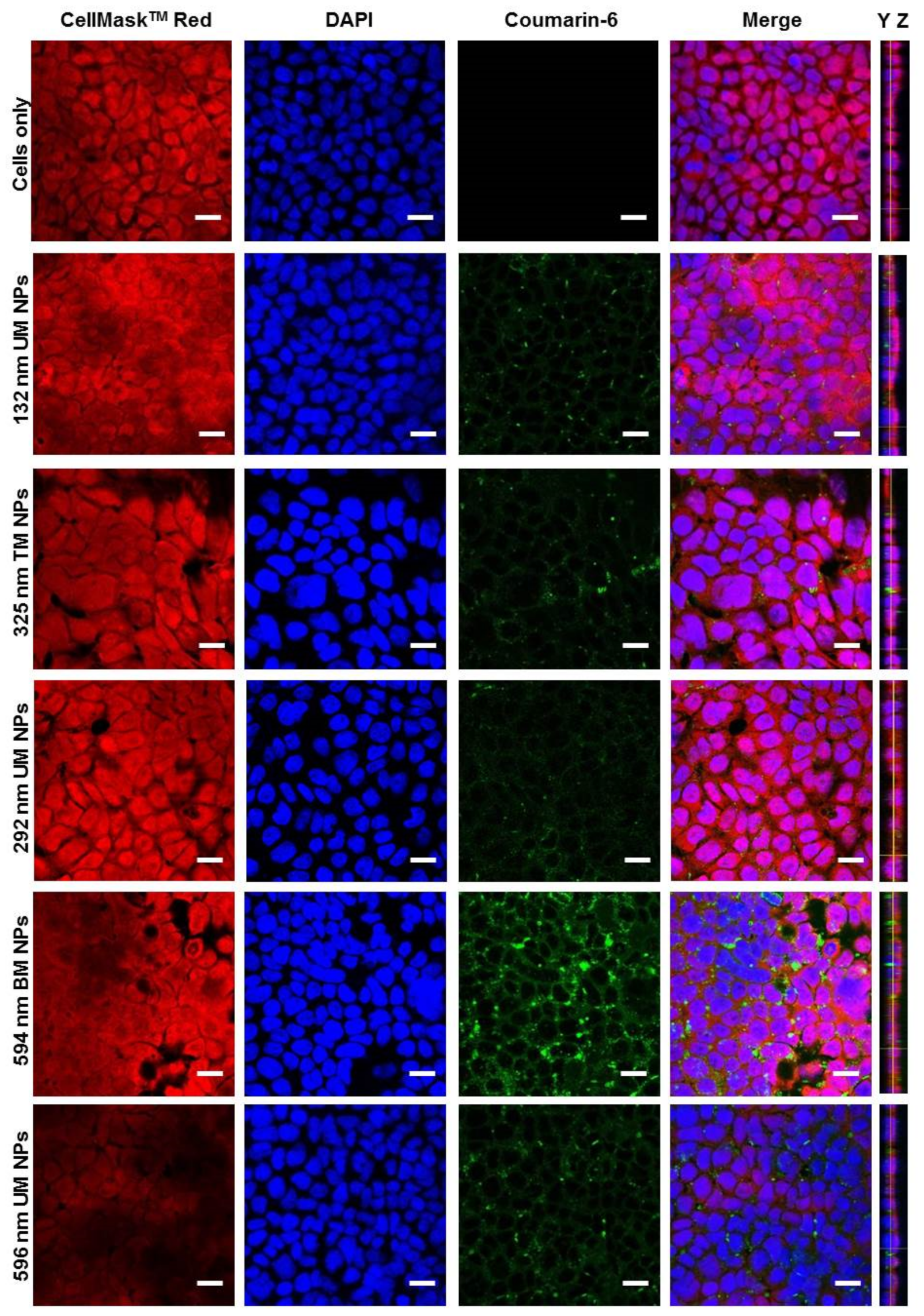 Pharmaceutics 12 01114 g006