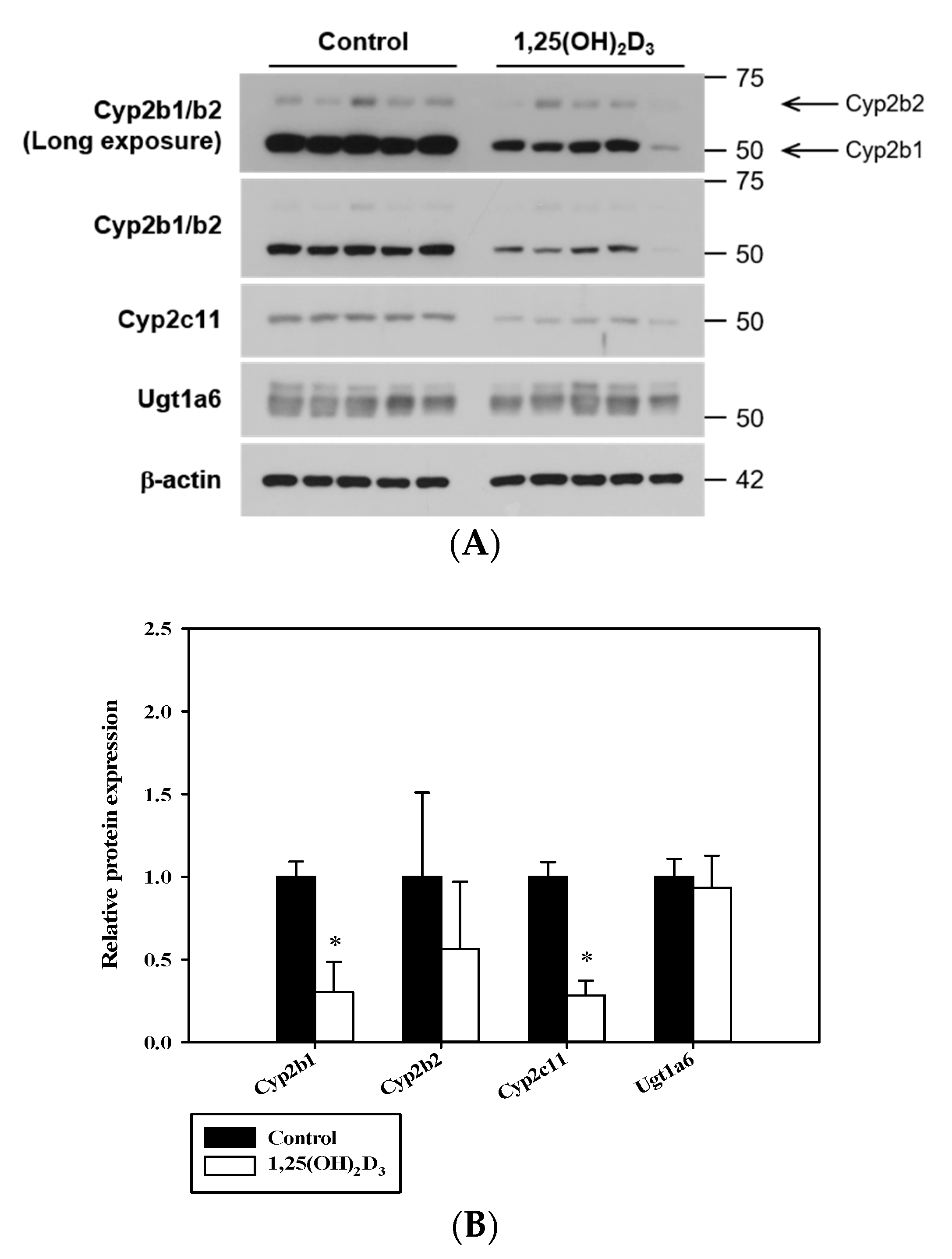 Pharmaceutics 12 01129 g003