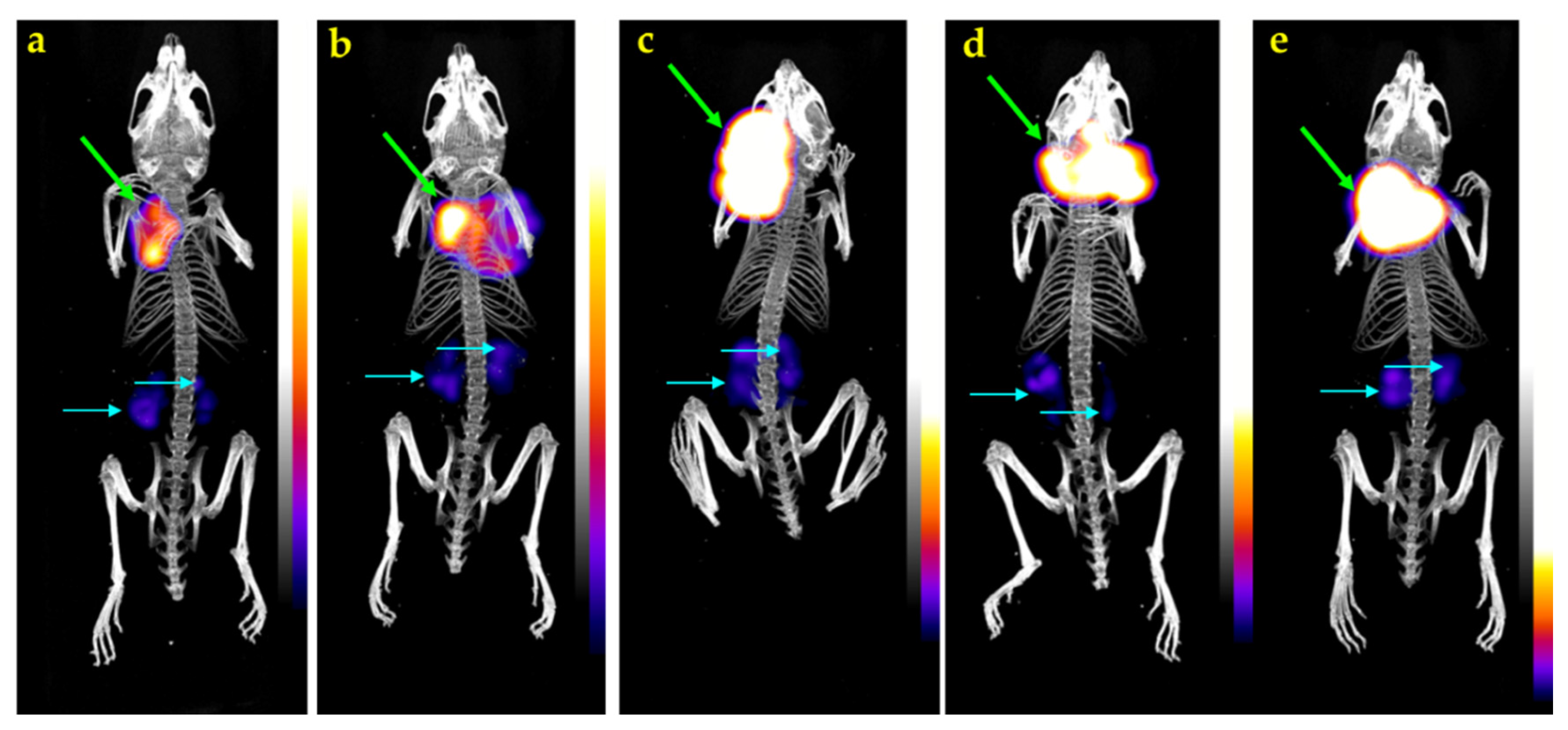 Pharmaceutics 12 01145 g005