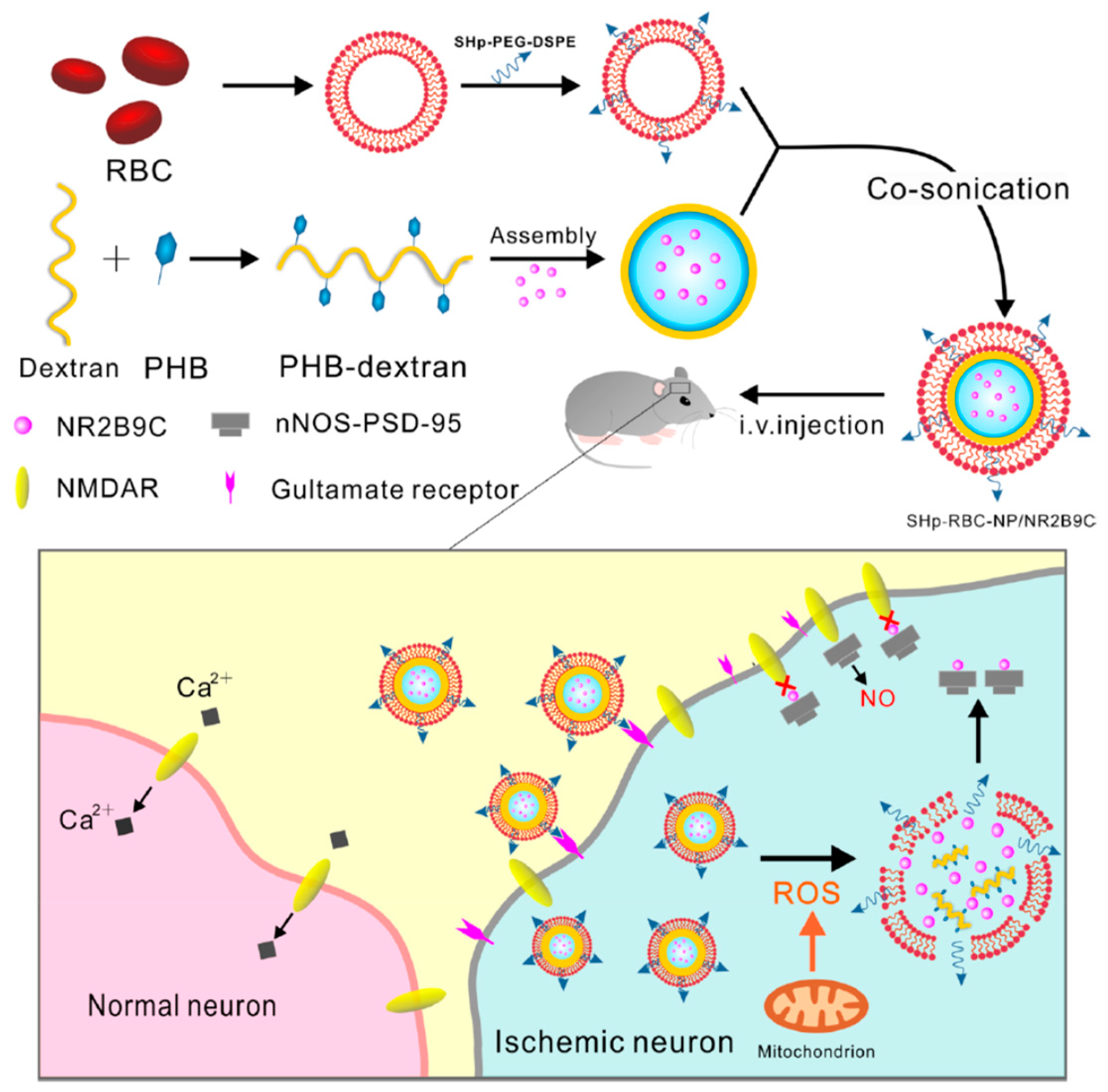 Pharmaceutics 12 01183 g005