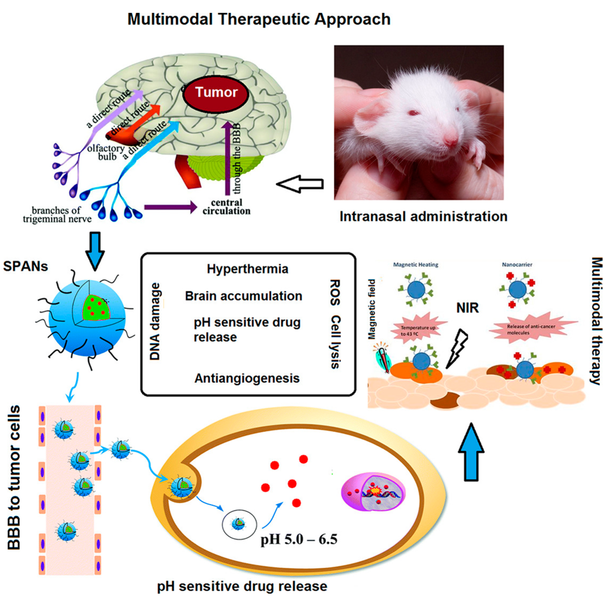 Pharmaceutics 12 01183 g006