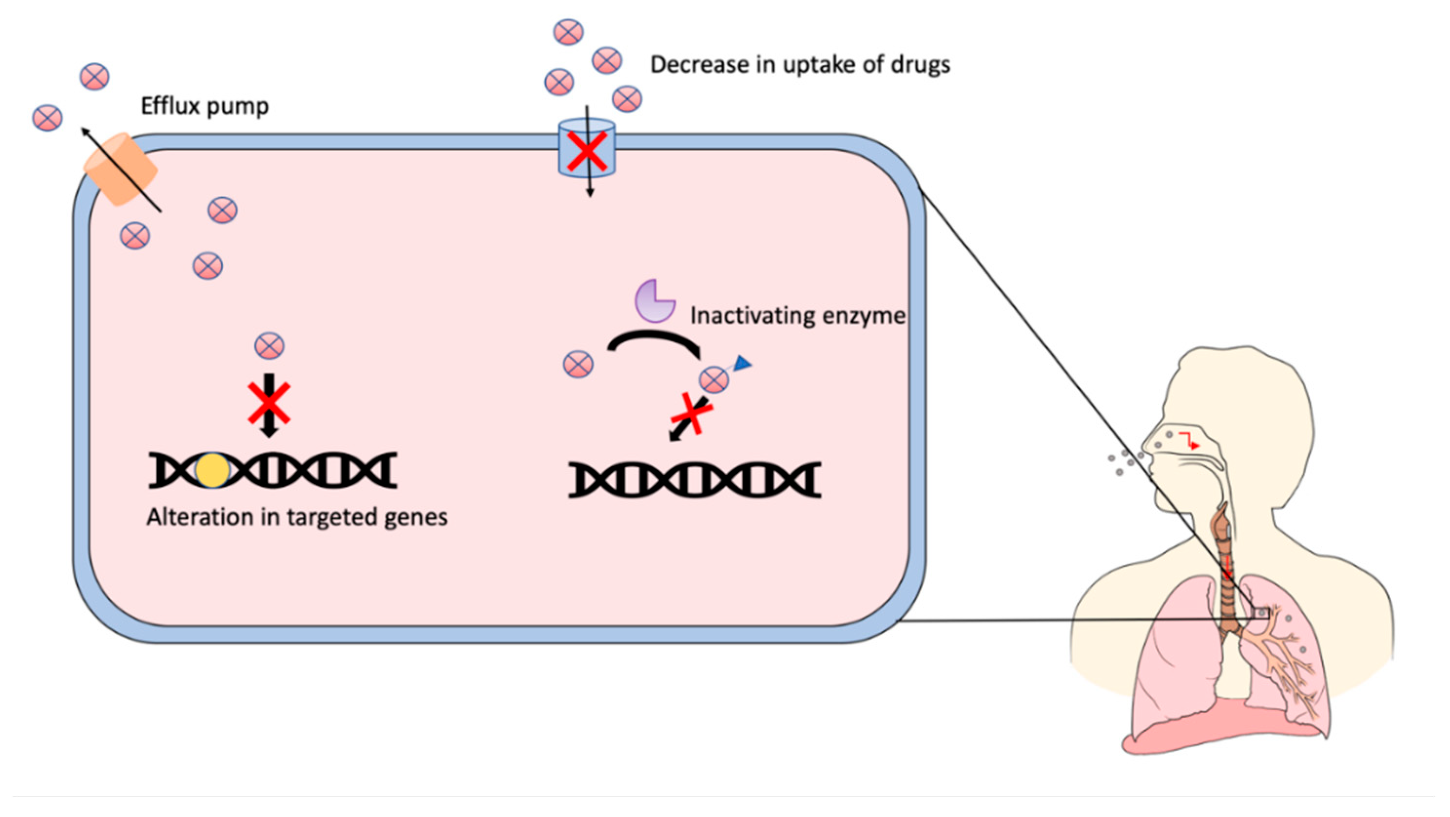 Pharmaceutics 12 01196 g001