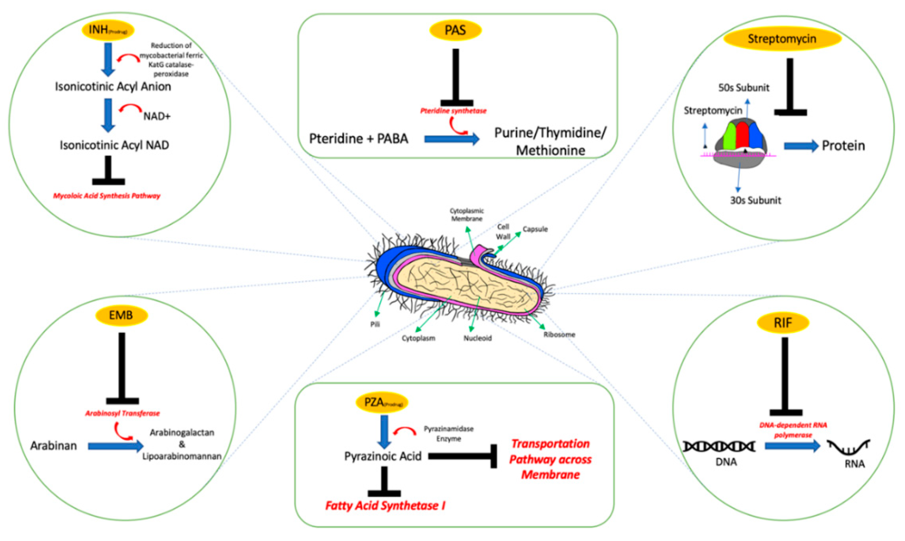 Pharmaceutics 12 01196 g002