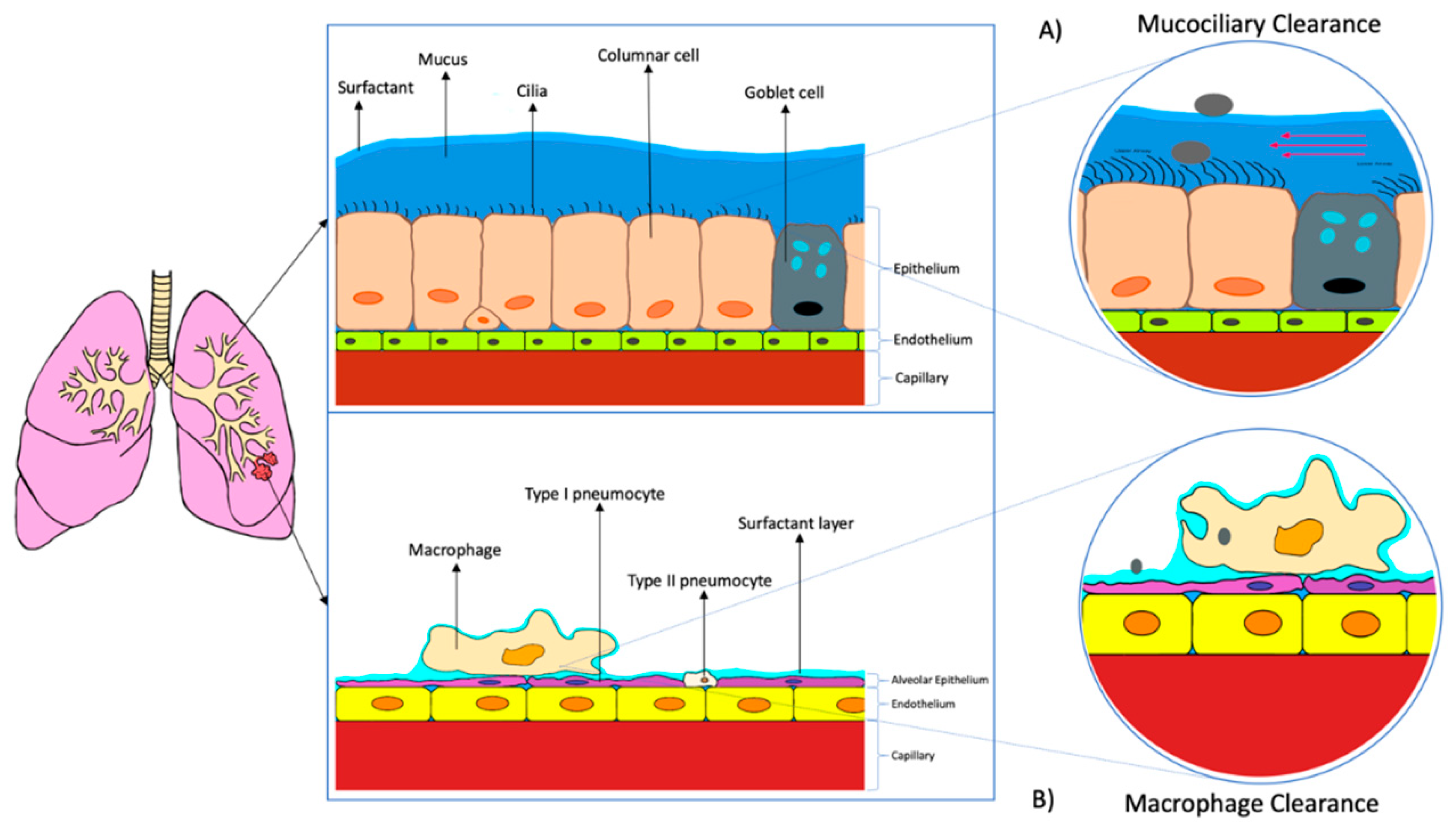 Pharmaceutics 12 01196 g004