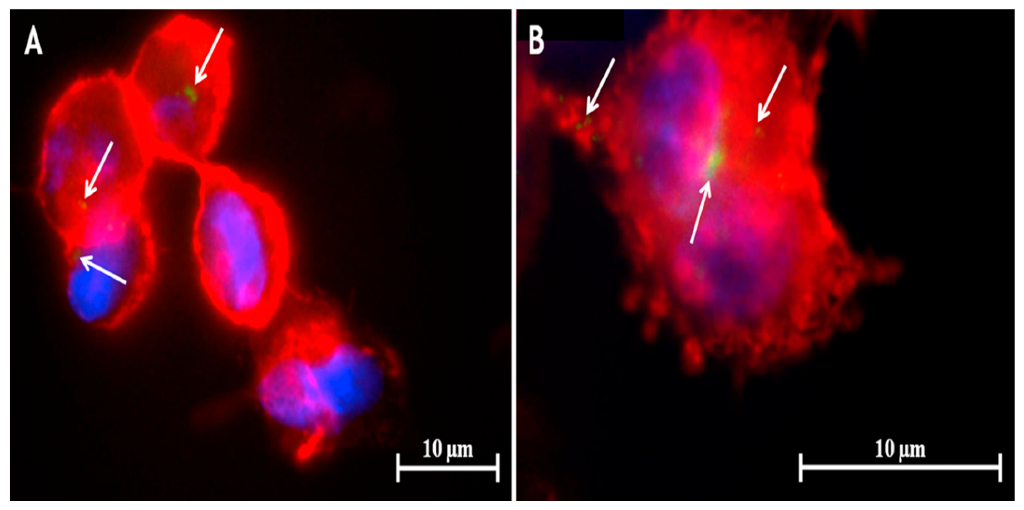 Pharmaceutics 12 01196 g005