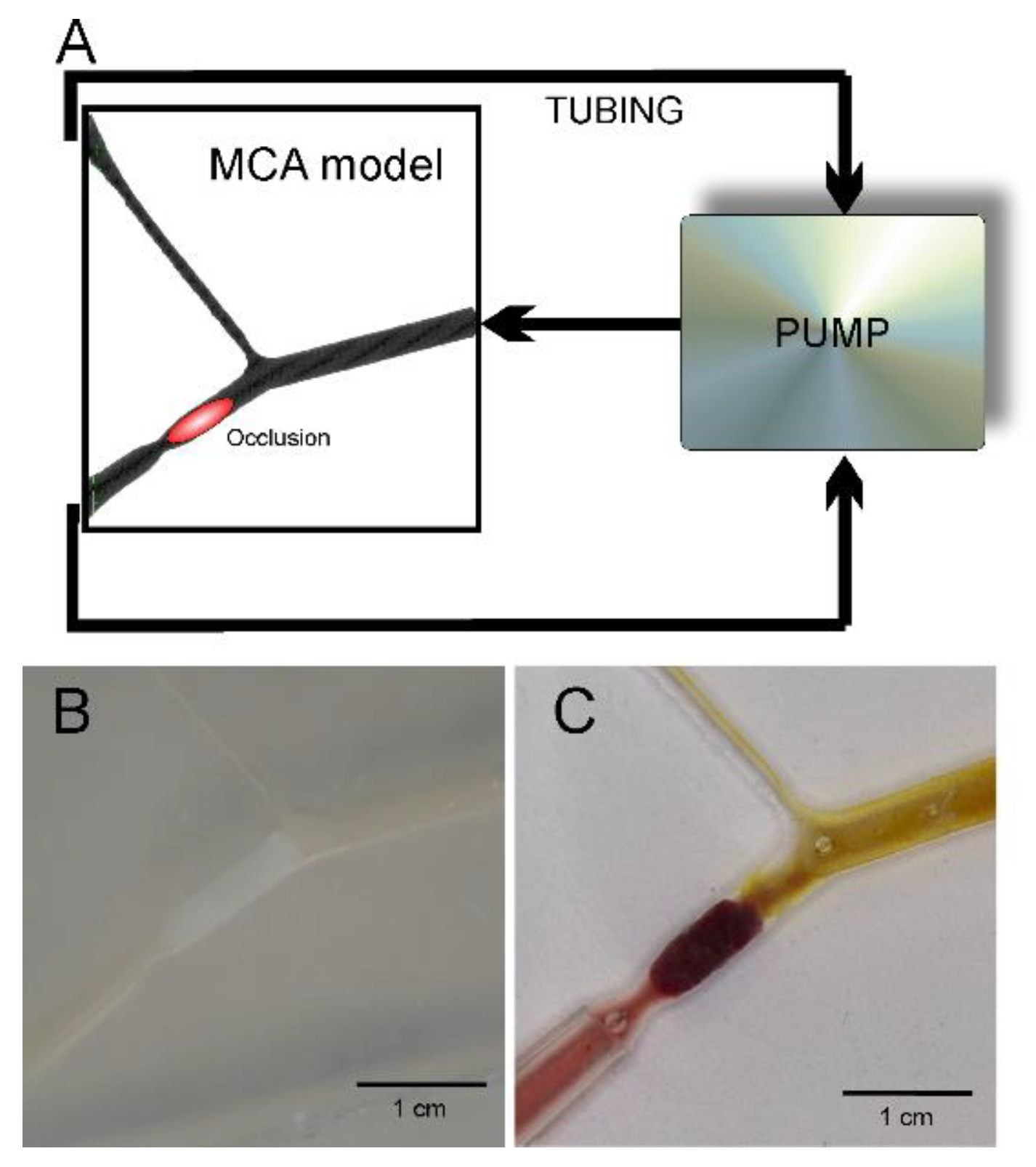 Pharmaceutics 12 01207 g003