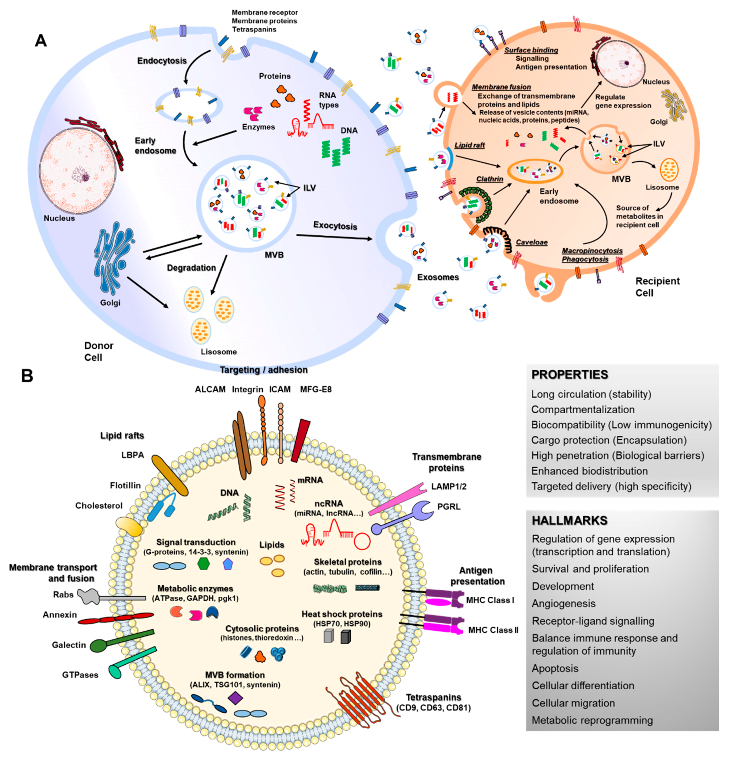 Pharmaceutics 13 00003 g001