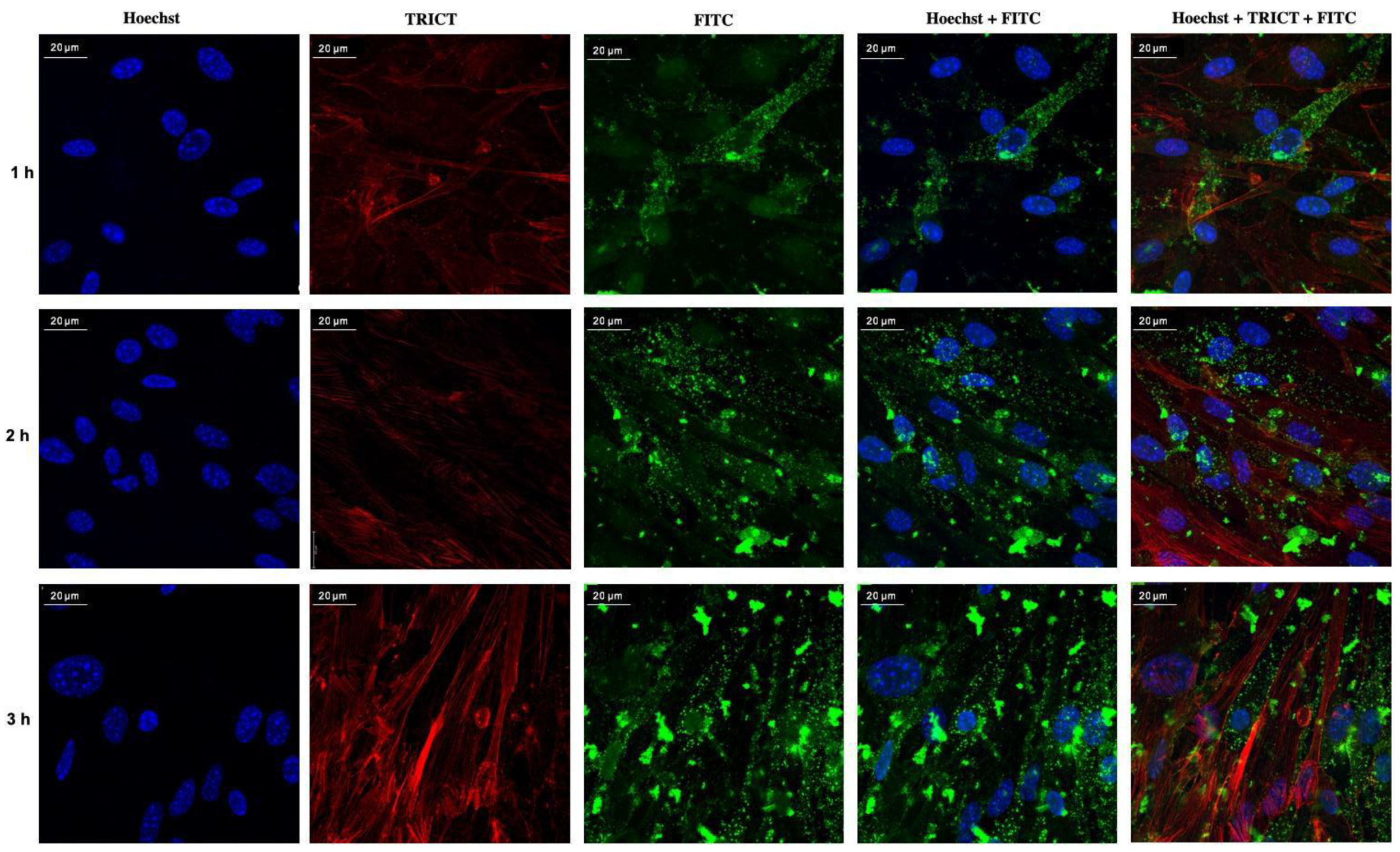 Pharmaceutics 13 00005 g007