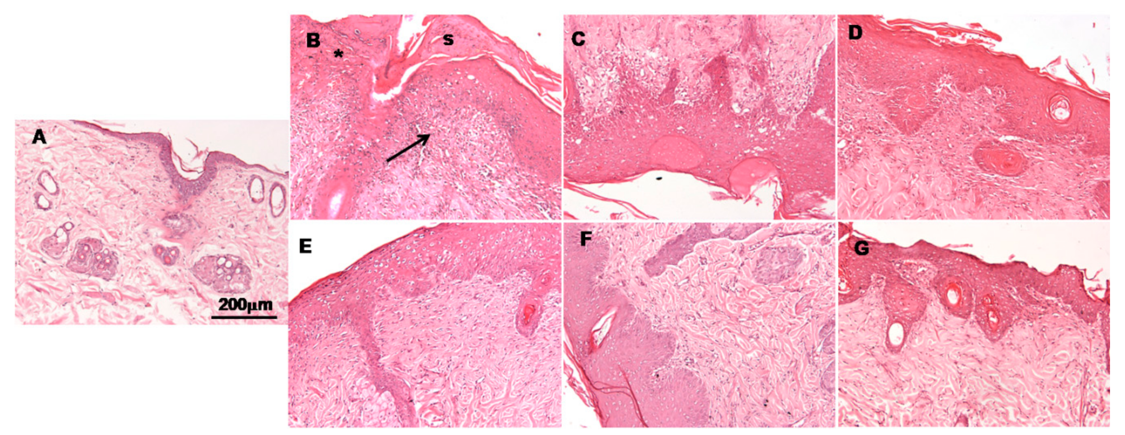 Pharmaceutics 13 00008 g005
