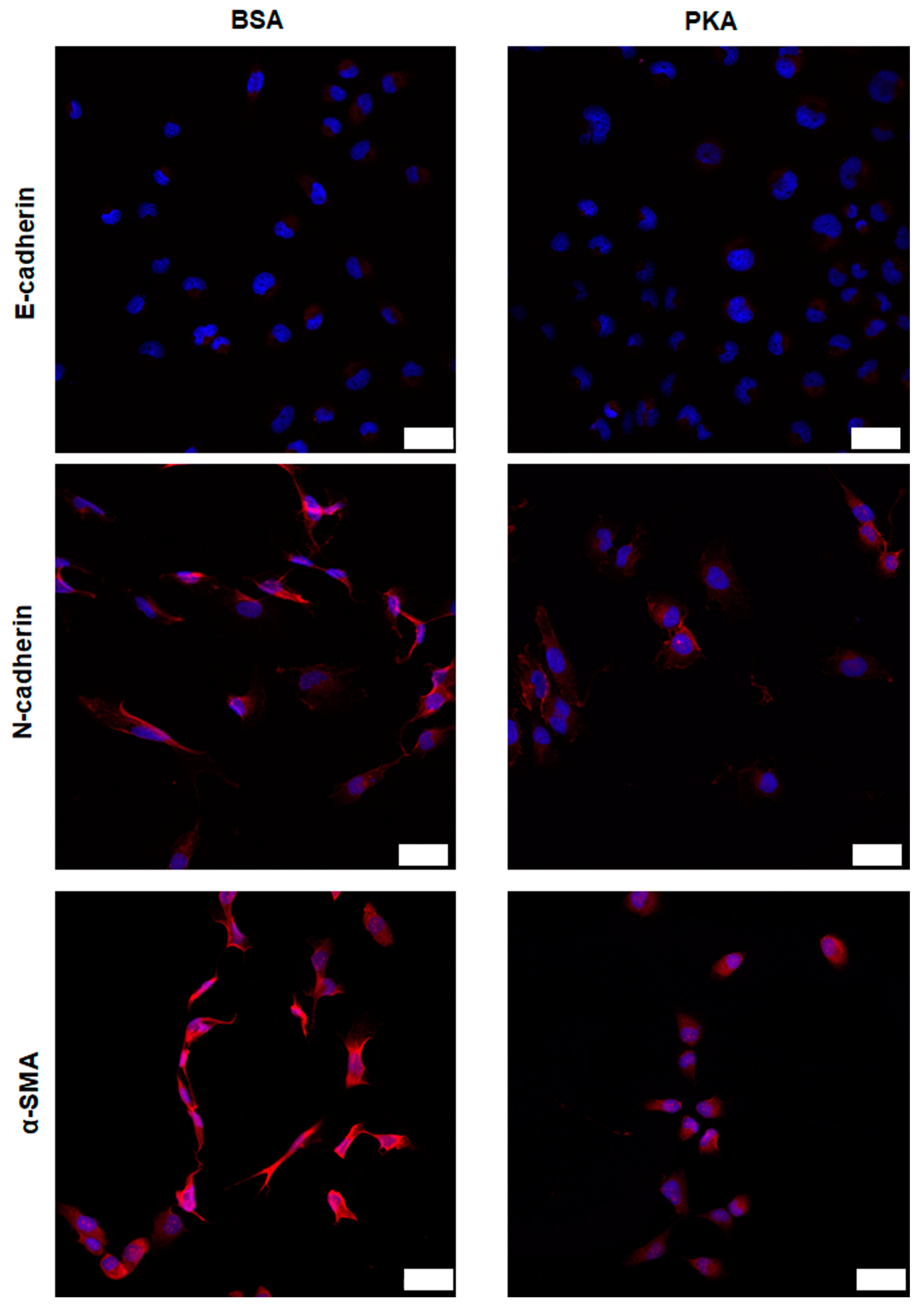Pharmaceutics 13 00011 g004