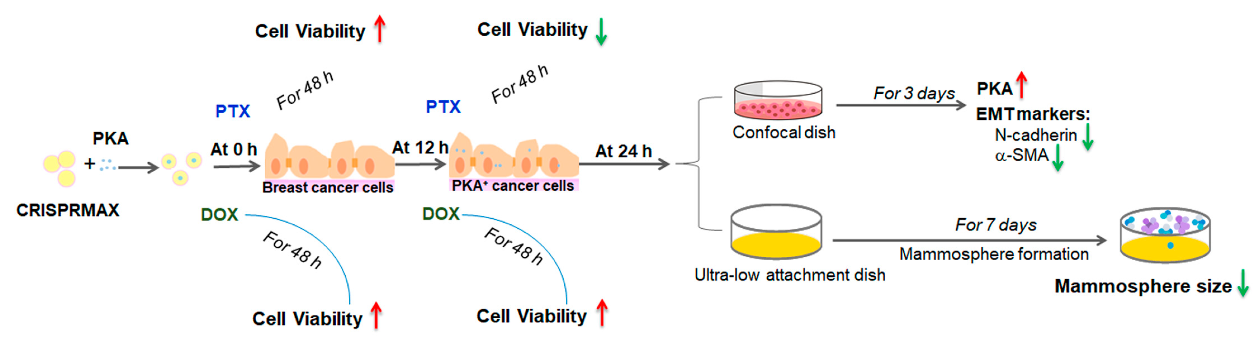Pharmaceutics 13 00011 g010