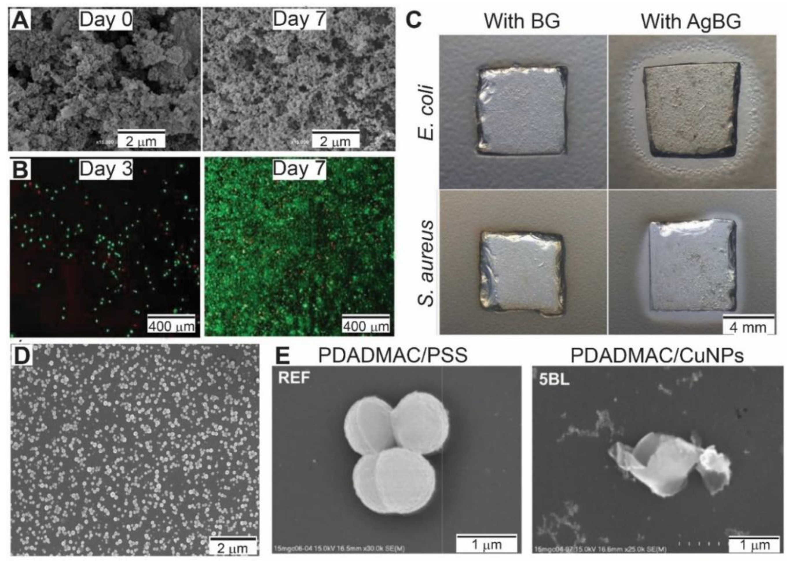 Pharmaceutics 13 00016 g005