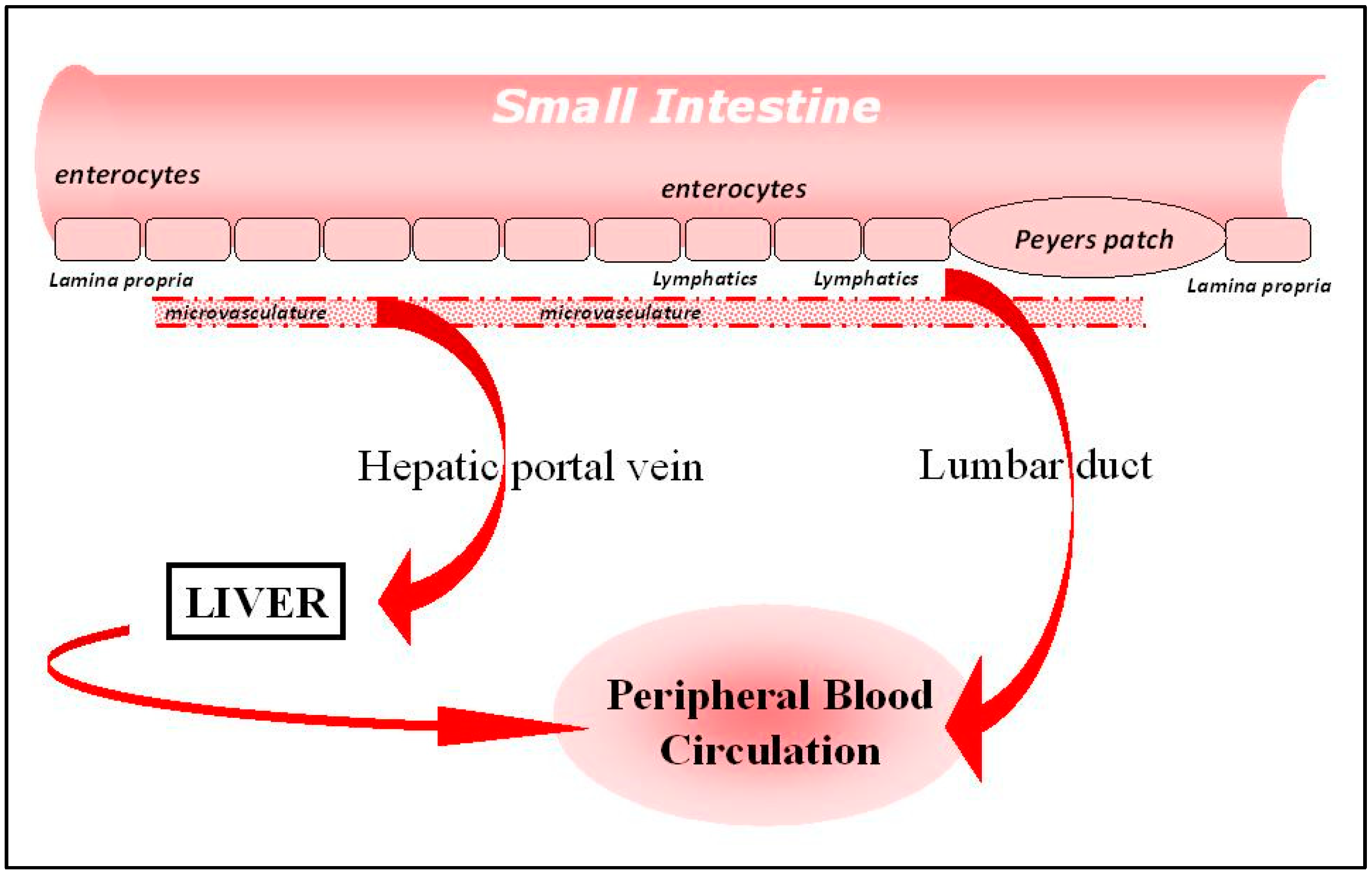 Pharmaceutics 13 00018 g001