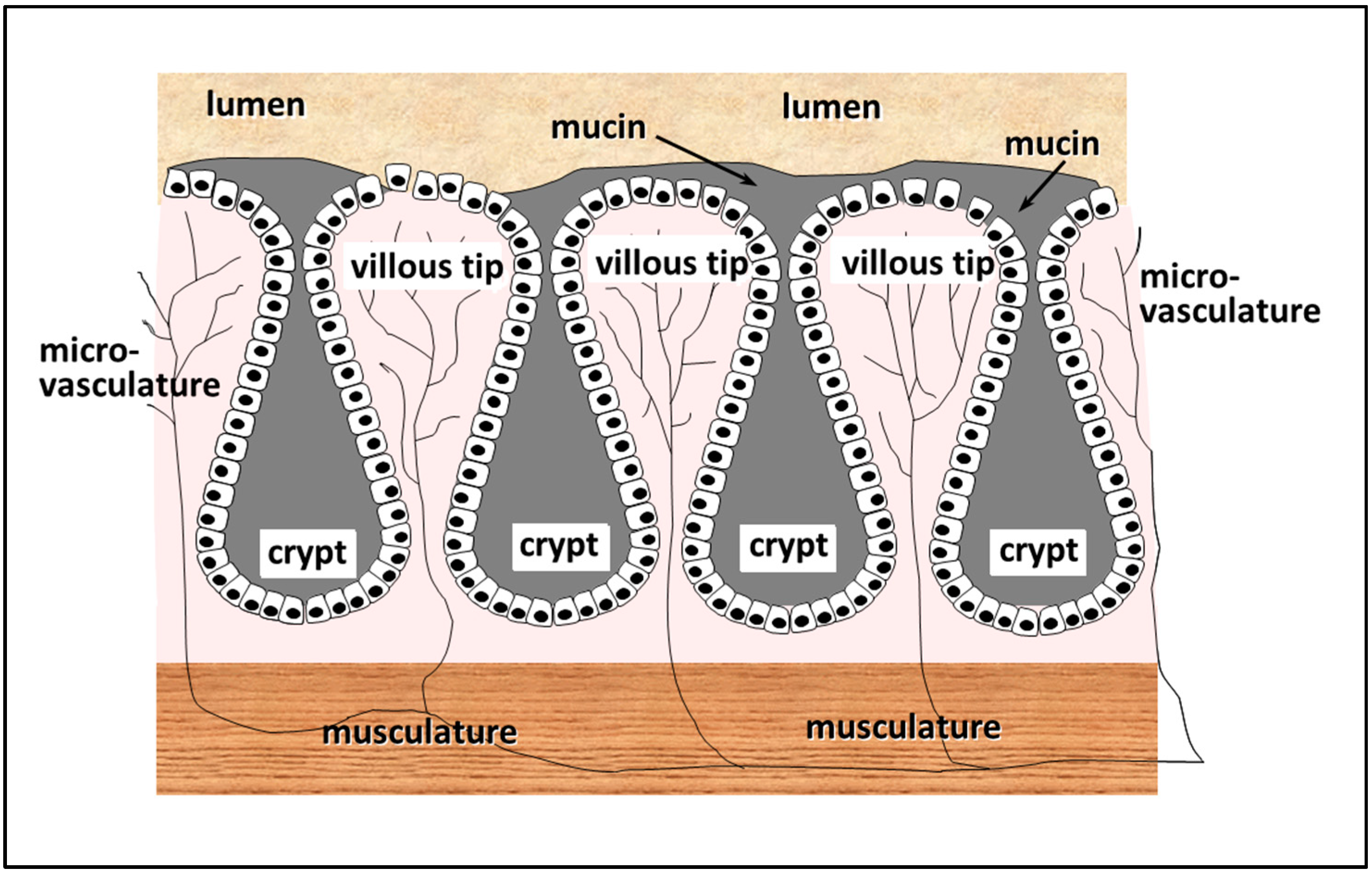 Pharmaceutics 13 00018 g004