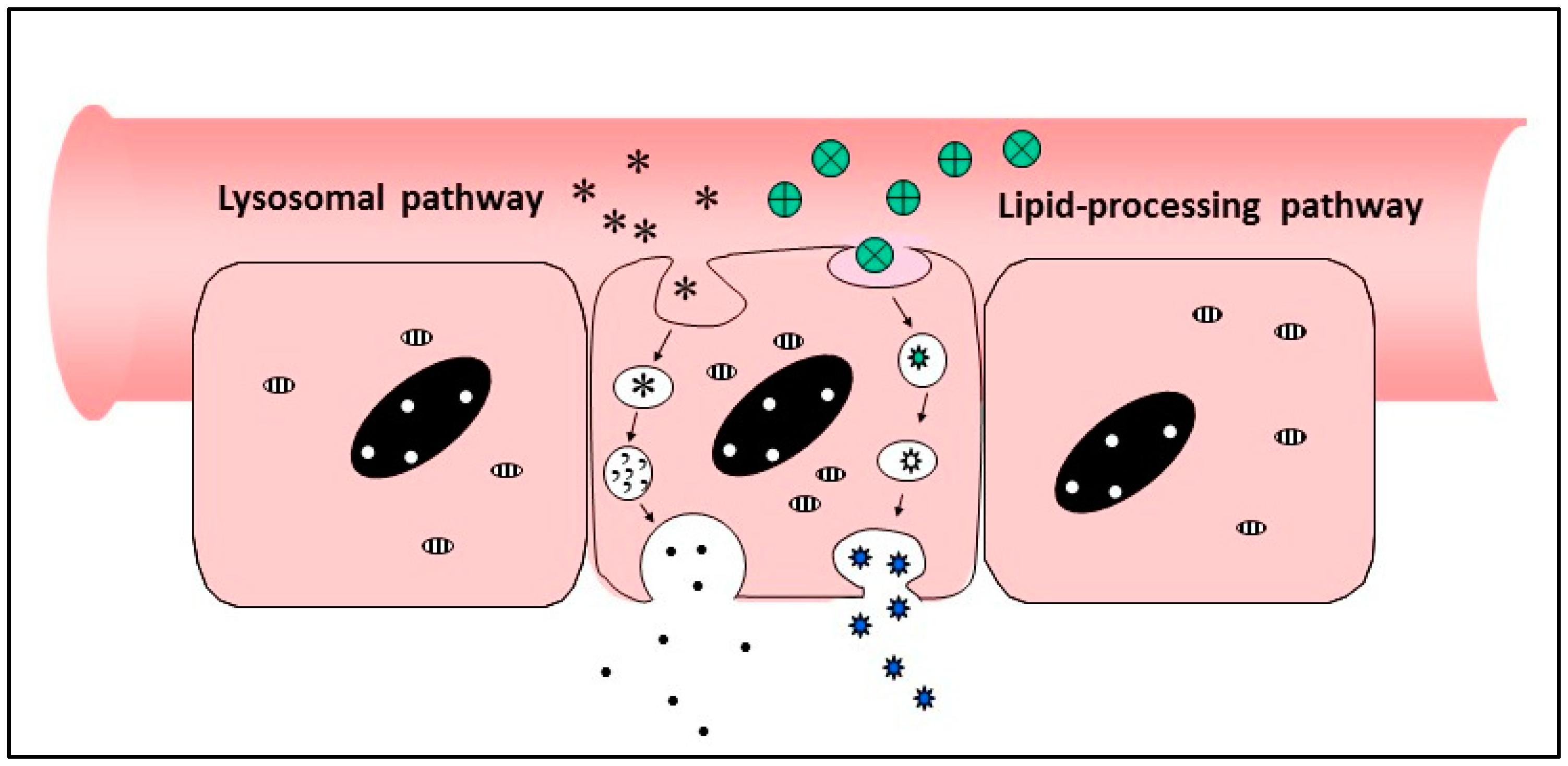 Pharmaceutics 13 00018 g006