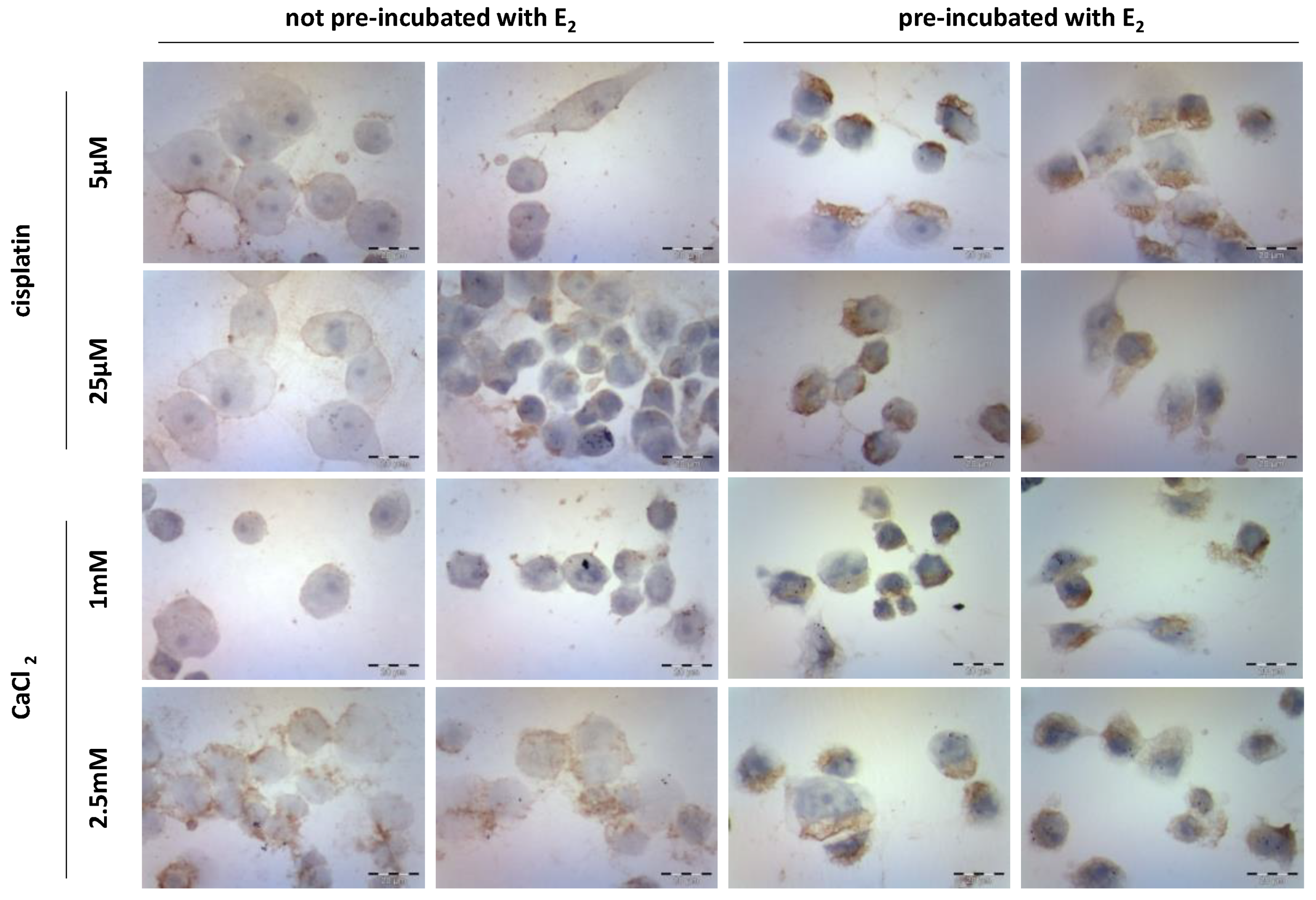 Pharmaceutics 13 00019 g004