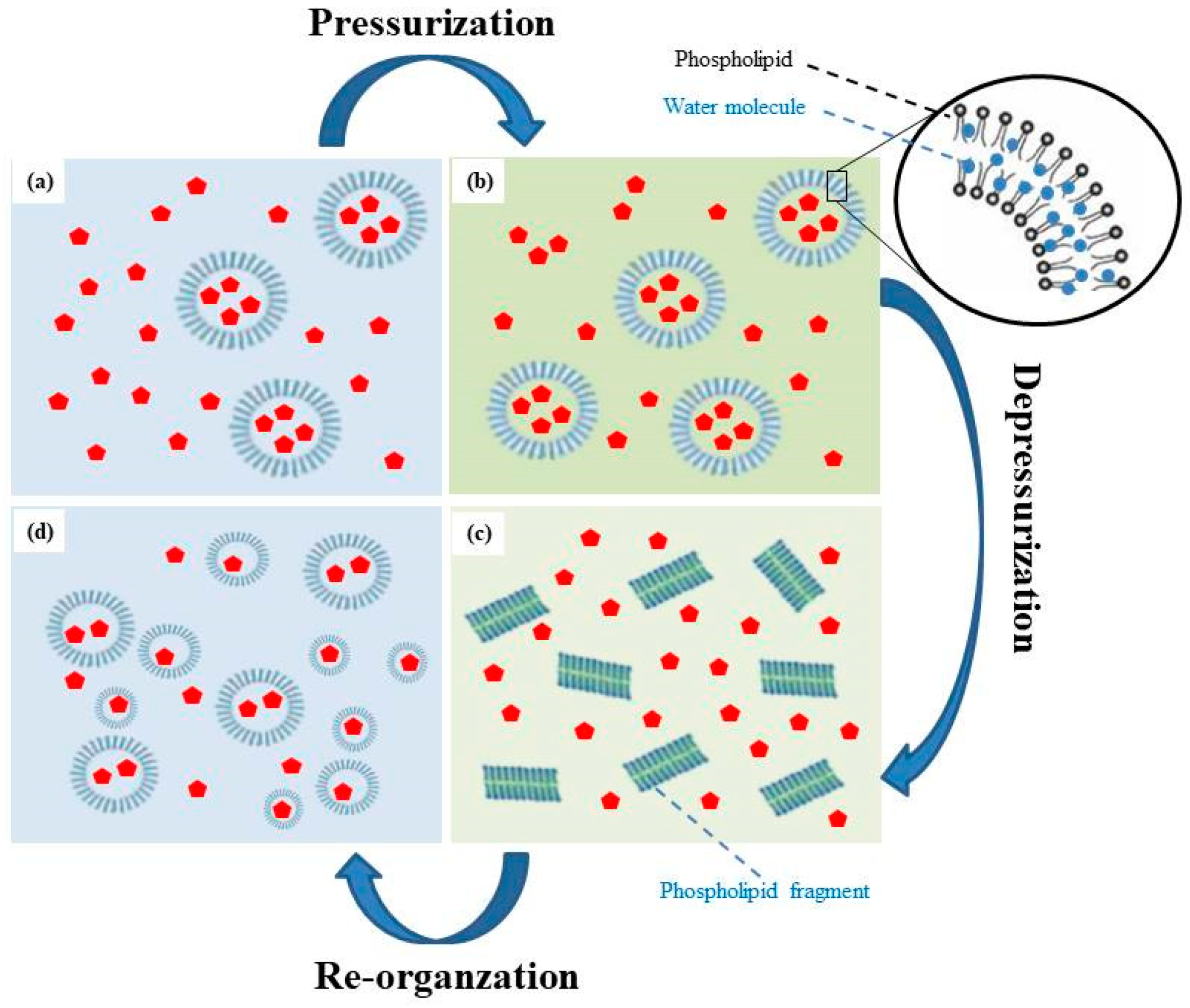 Pharmaceutics 13 00023 g006 Pharmaceutics 13 00023 g006