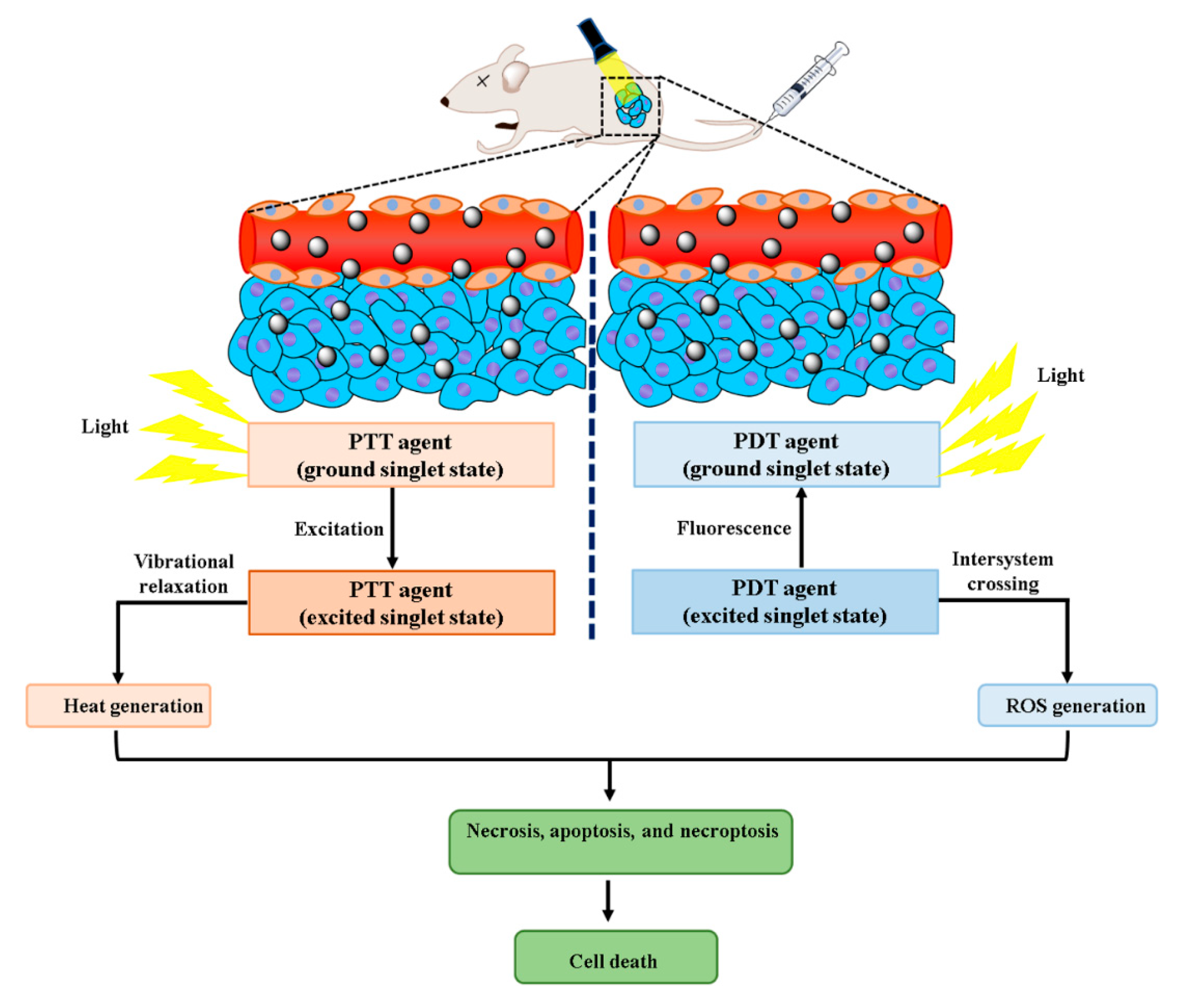 Pharmaceutics 13 00024 g002