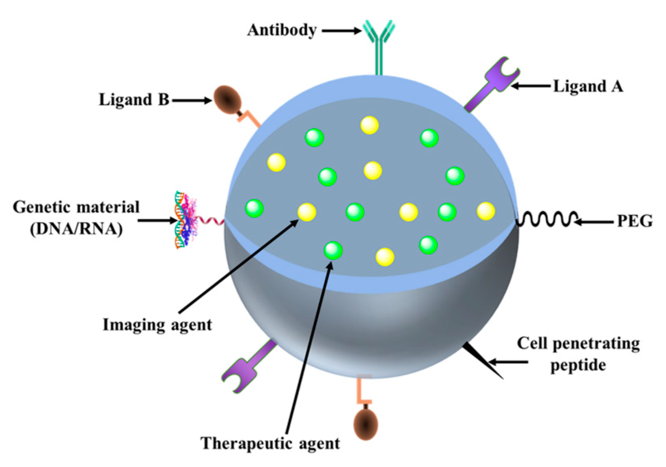 Pharmaceutics 13 00024 g004