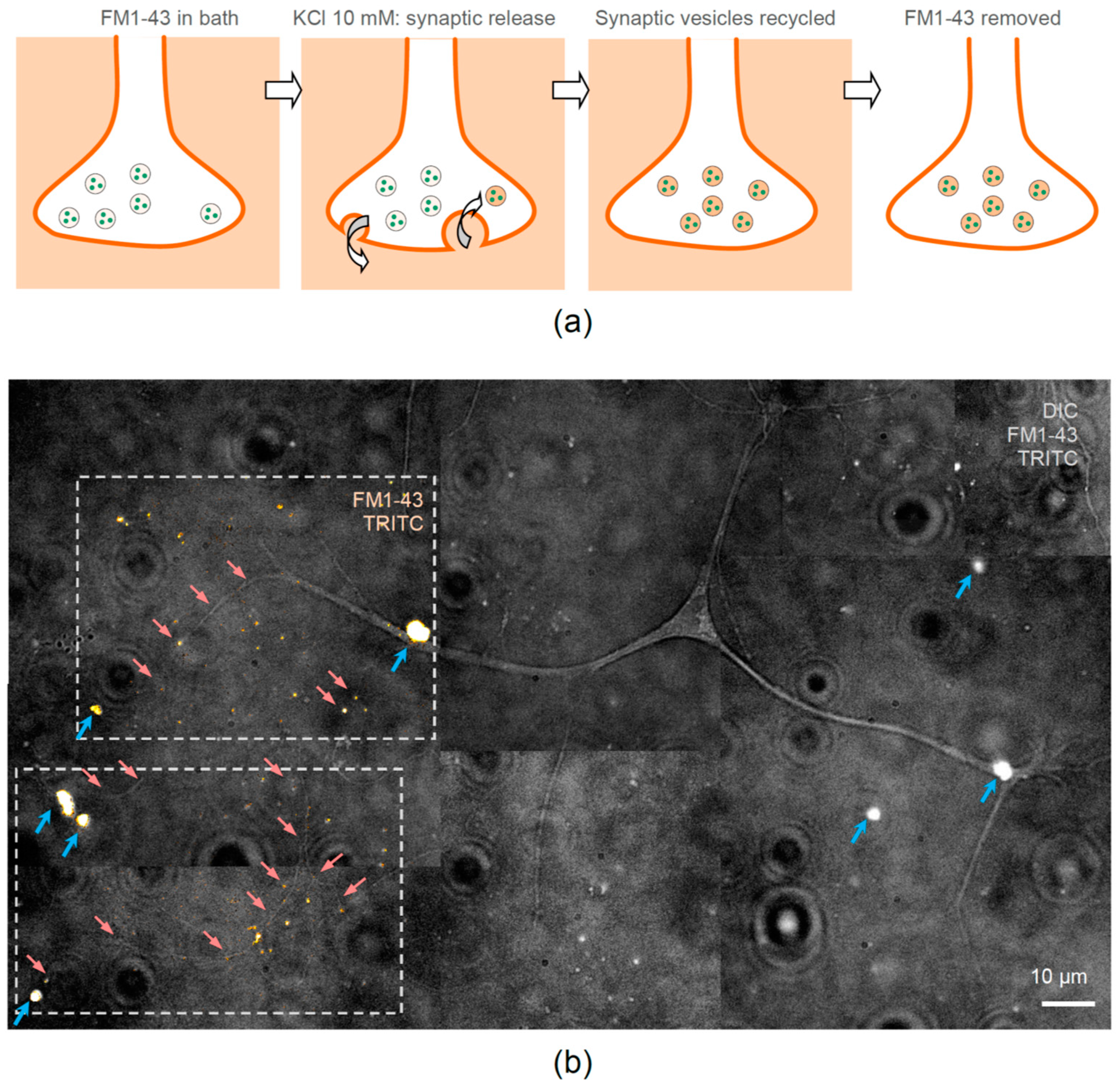 Pharmaceutics 13 00025 g005