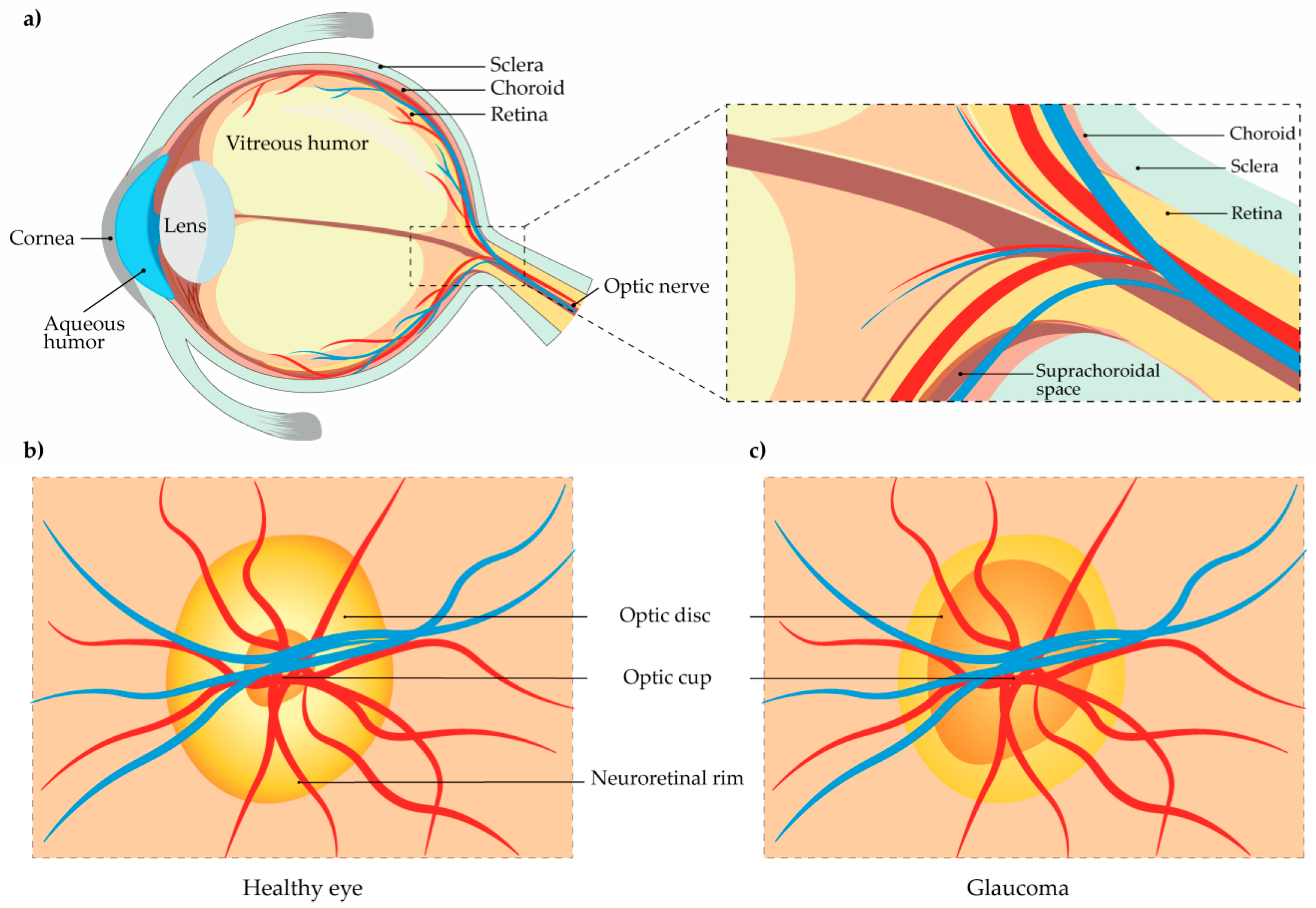 Pharmaceutics 13 00028 g001