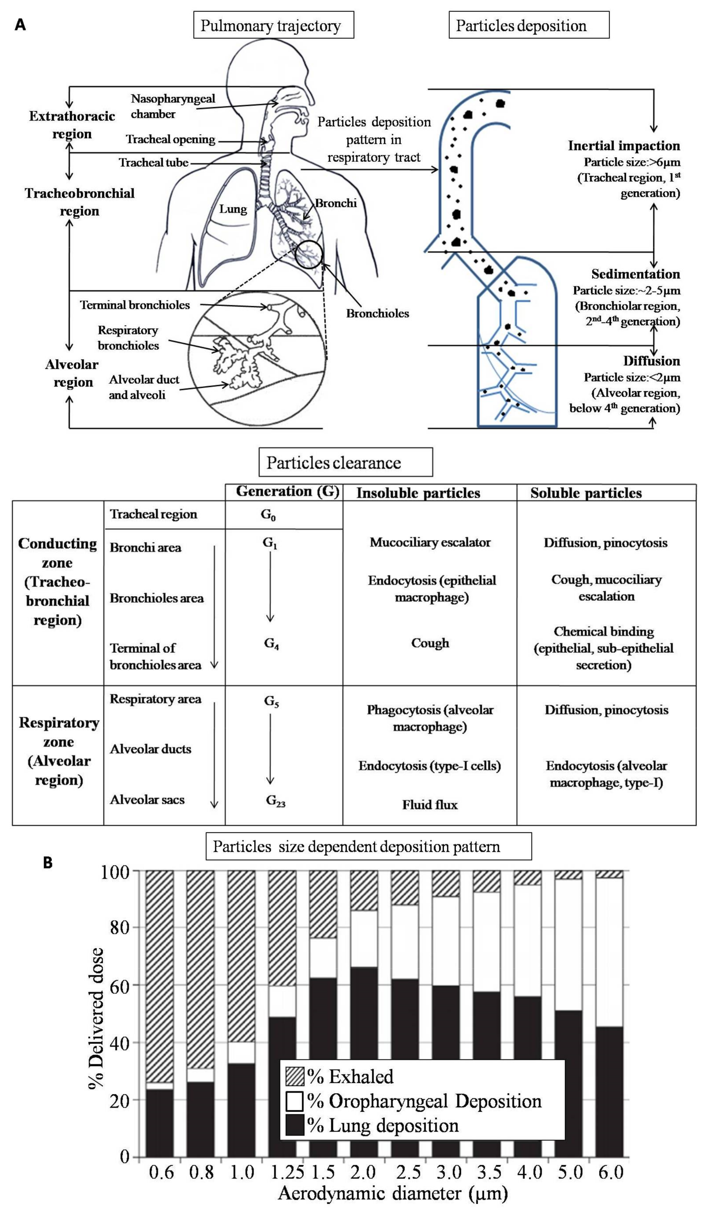 Pharmaceutics 13 00031 g001
