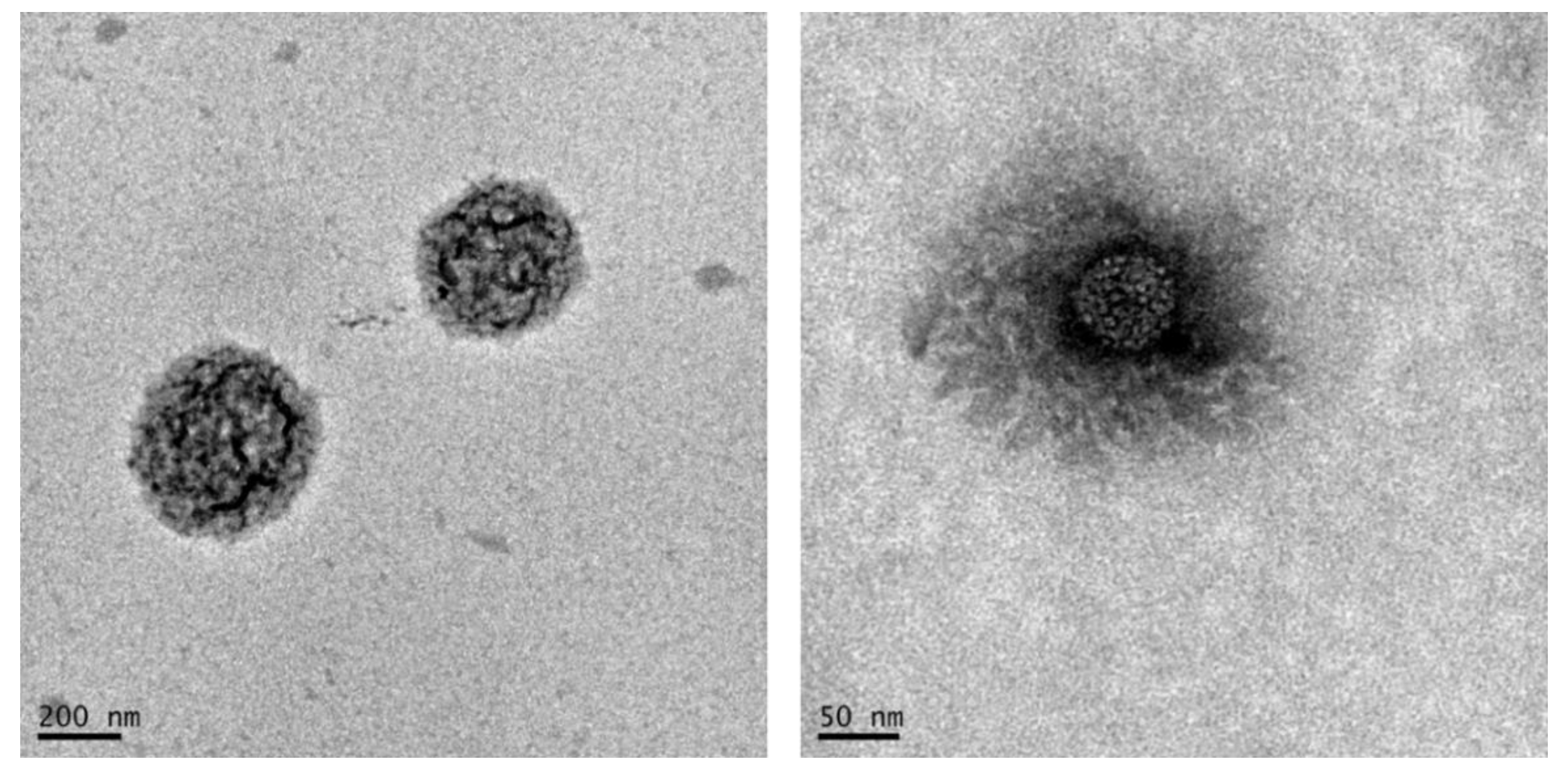 Pharmaceutics 13 00034 g003