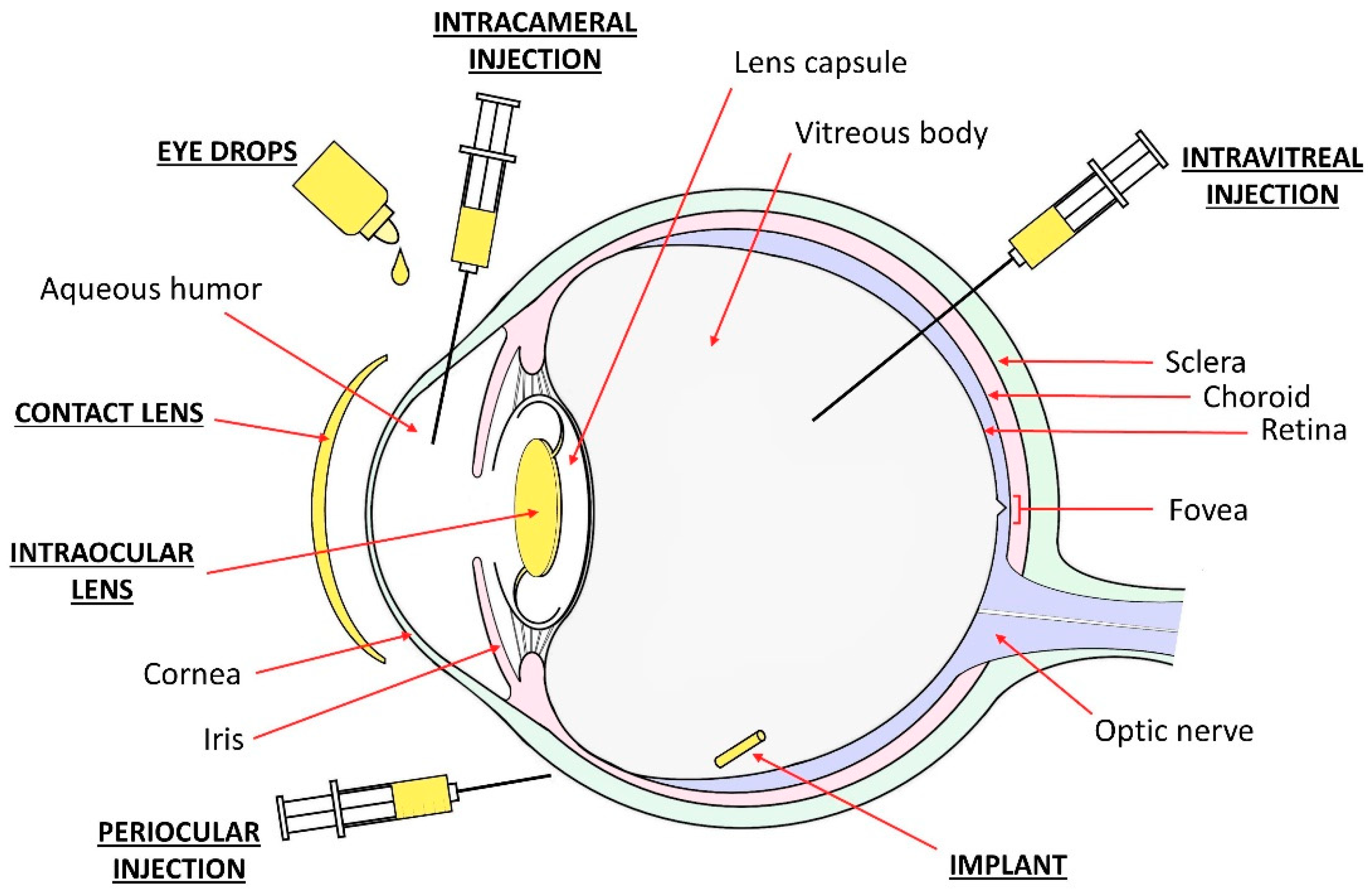 Pharmaceutics 13 00036 g001