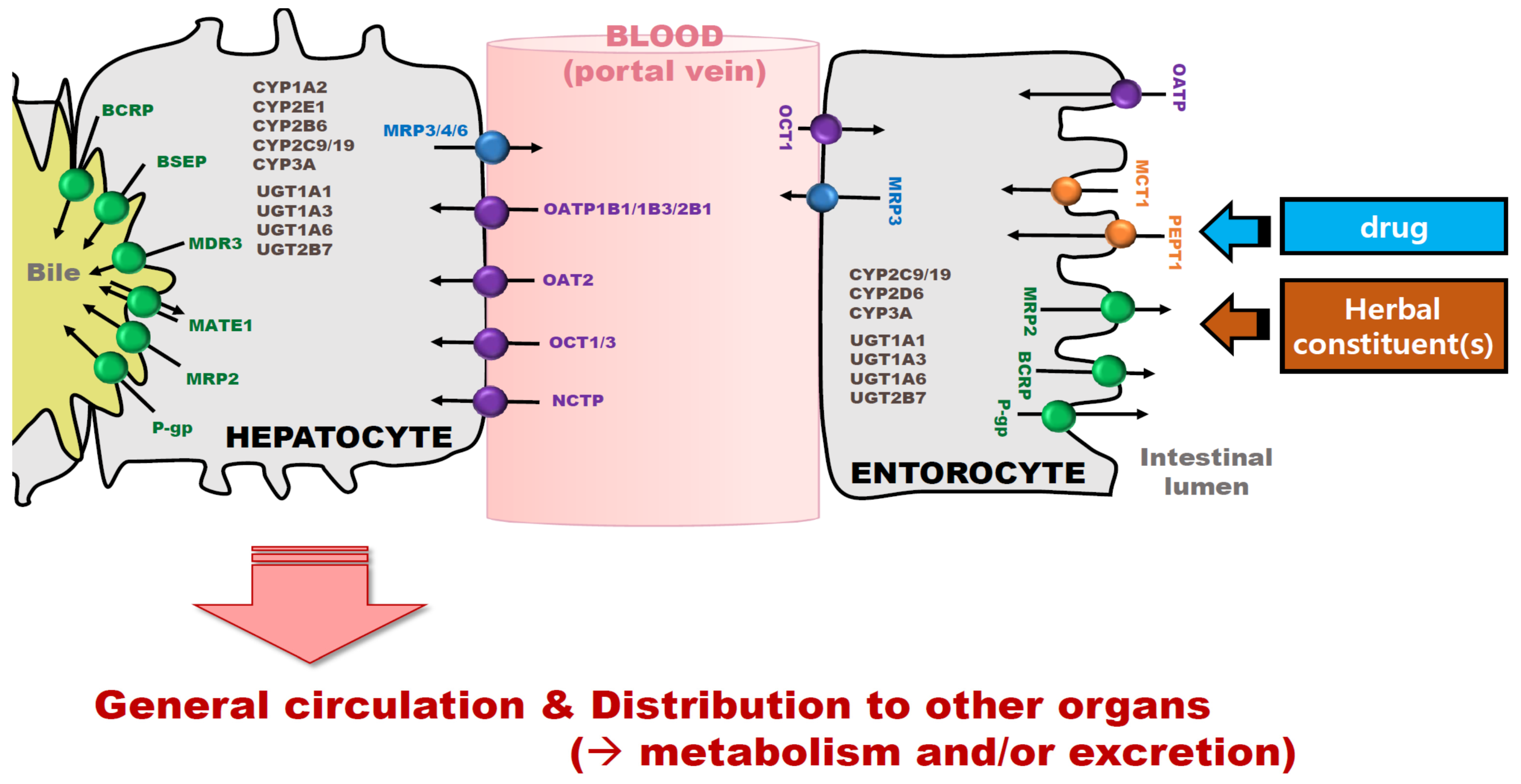 Pharmaceutics 13 00043 g001