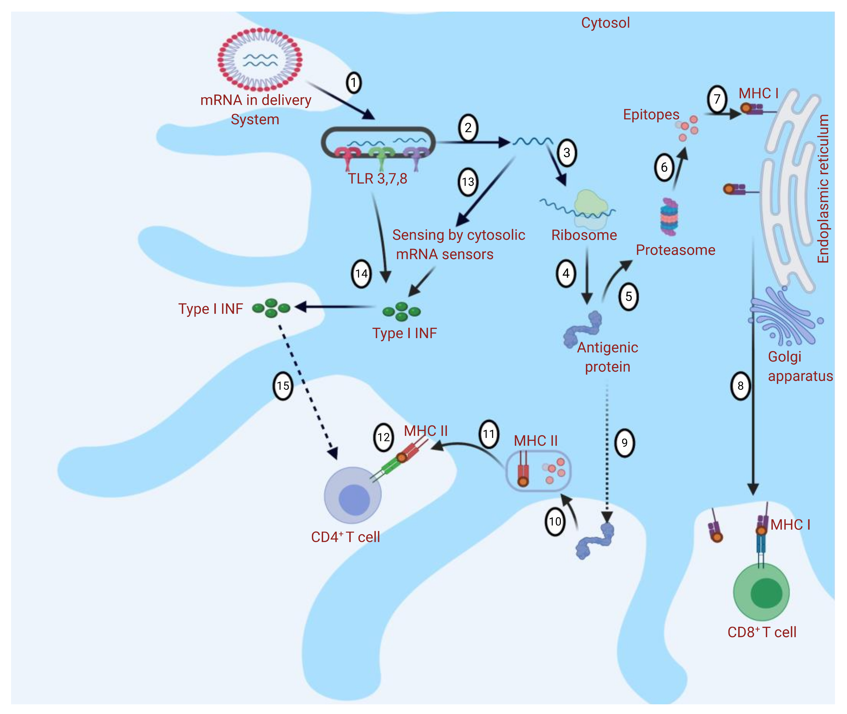 Pharmaceutics 13 00045 g002