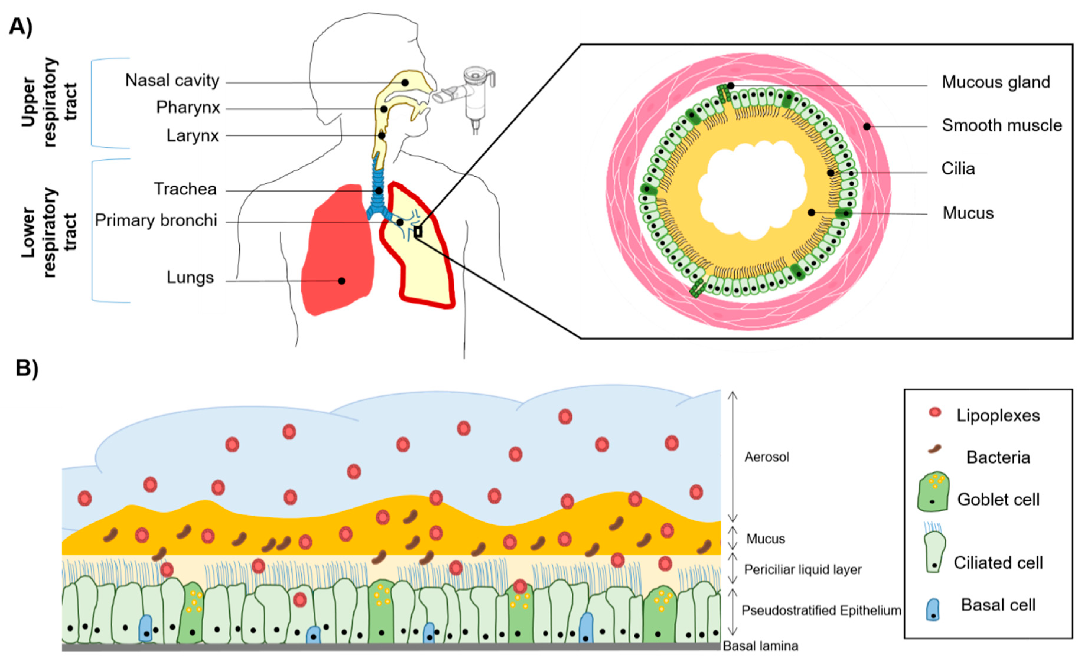 Pharmaceutics 13 00047 g001