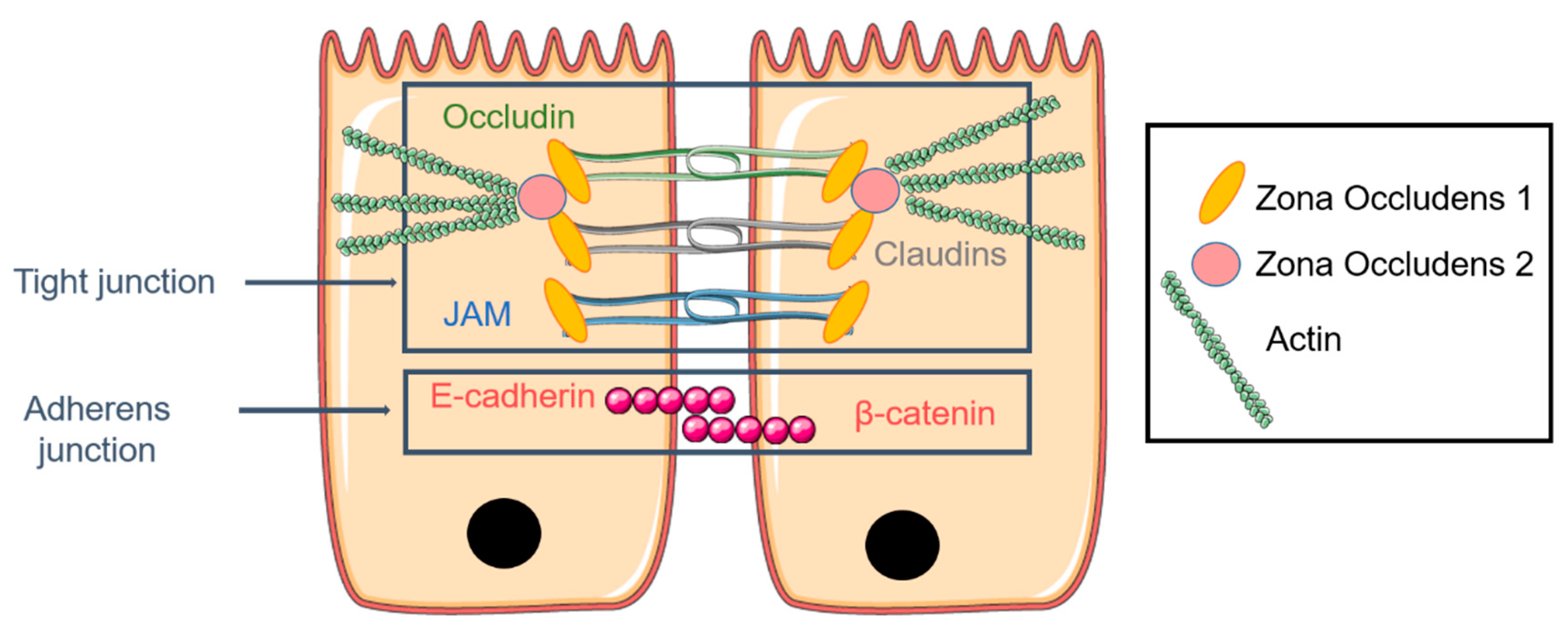 Pharmaceutics 13 00047 g003