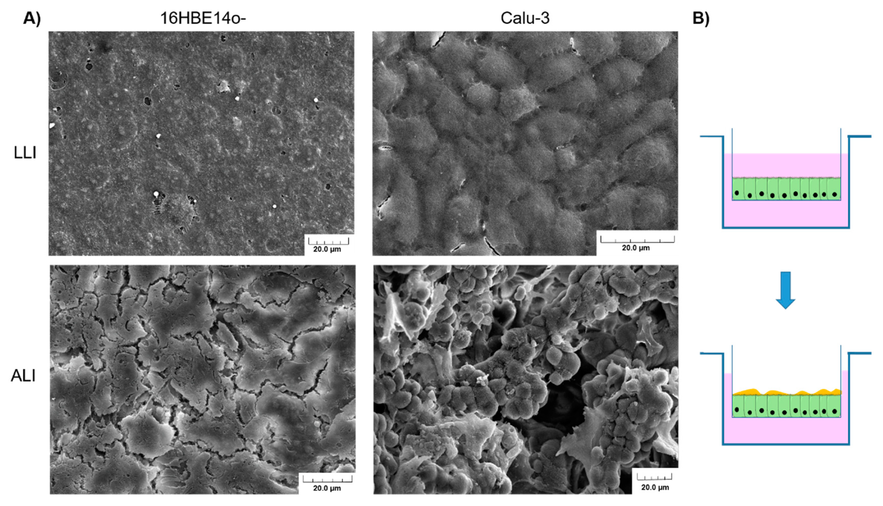 Pharmaceutics 13 00047 g004