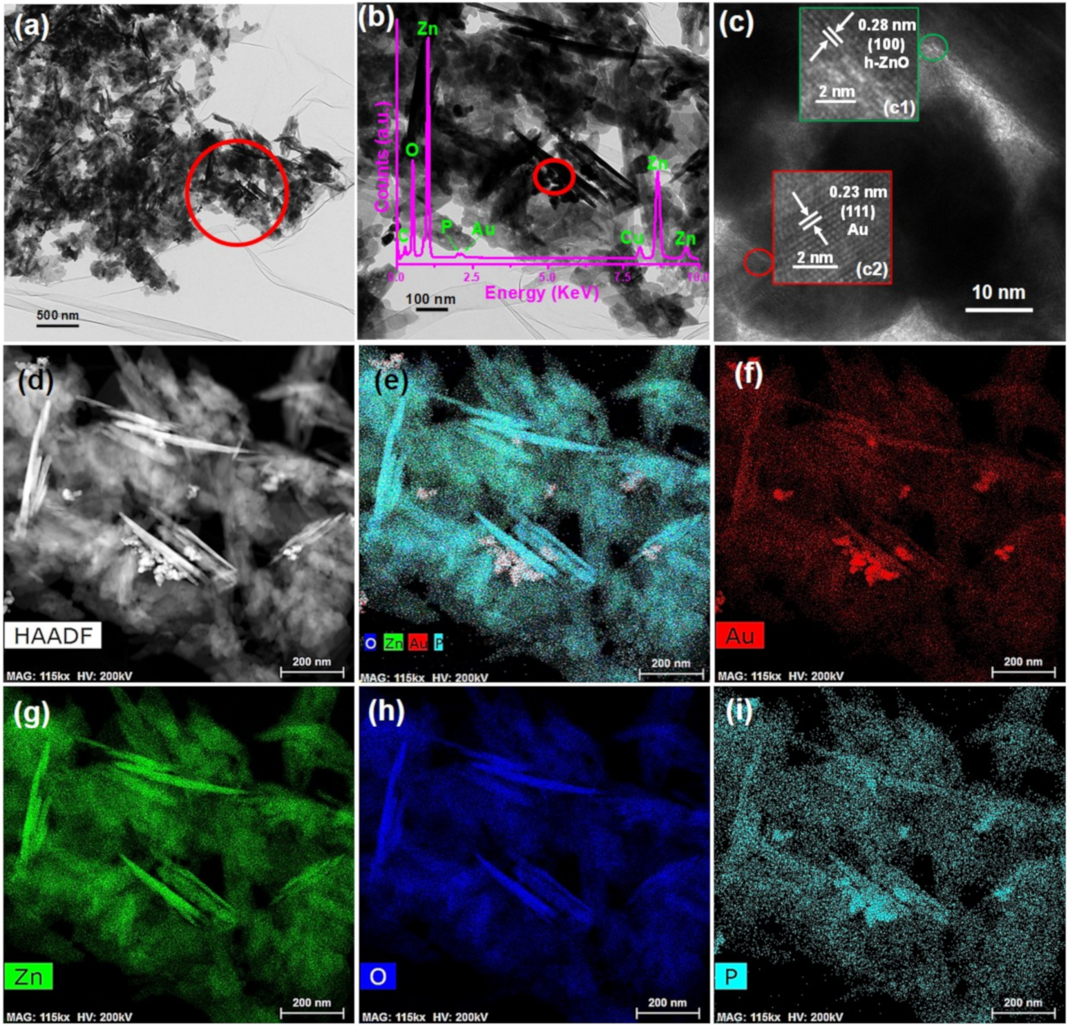 Pharmaceutics 13 00052 g002
