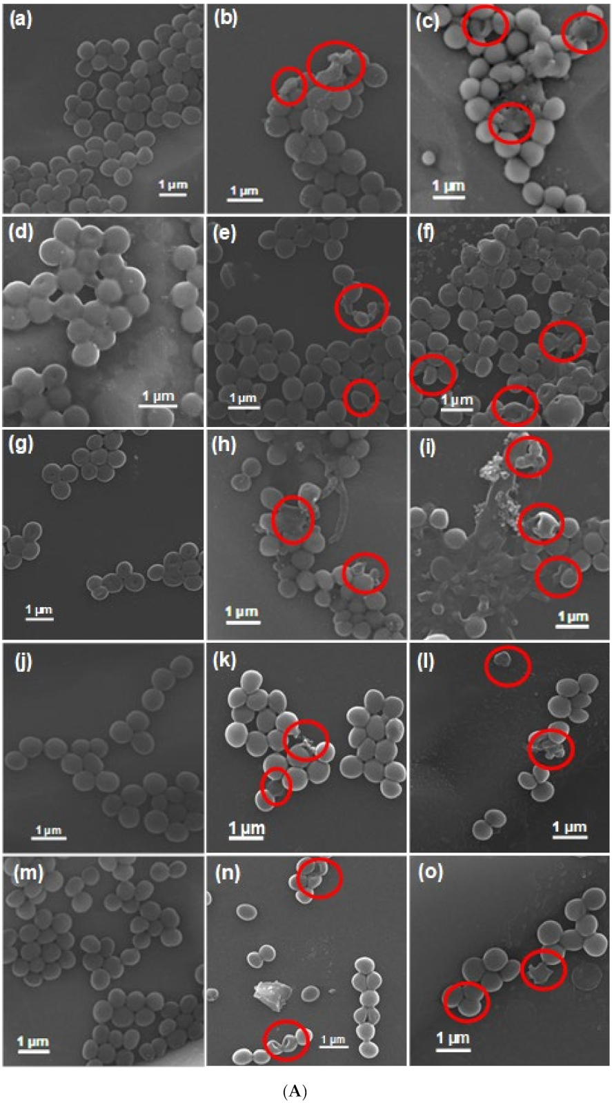 Pharmaceutics 13 00052 g007a