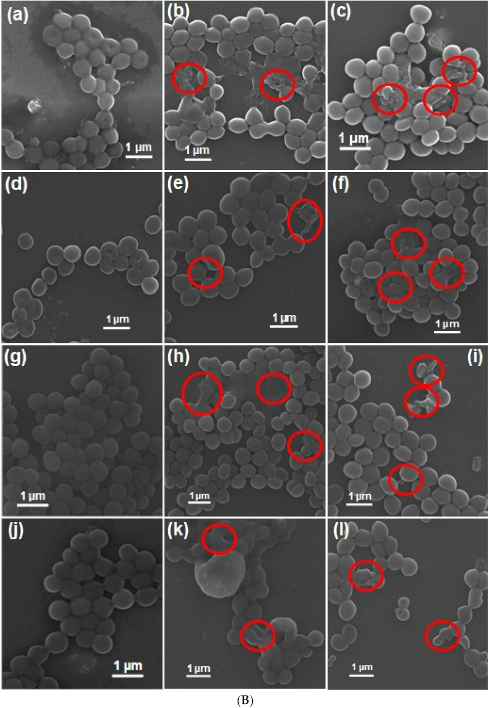 Pharmaceutics 13 00052 g007b