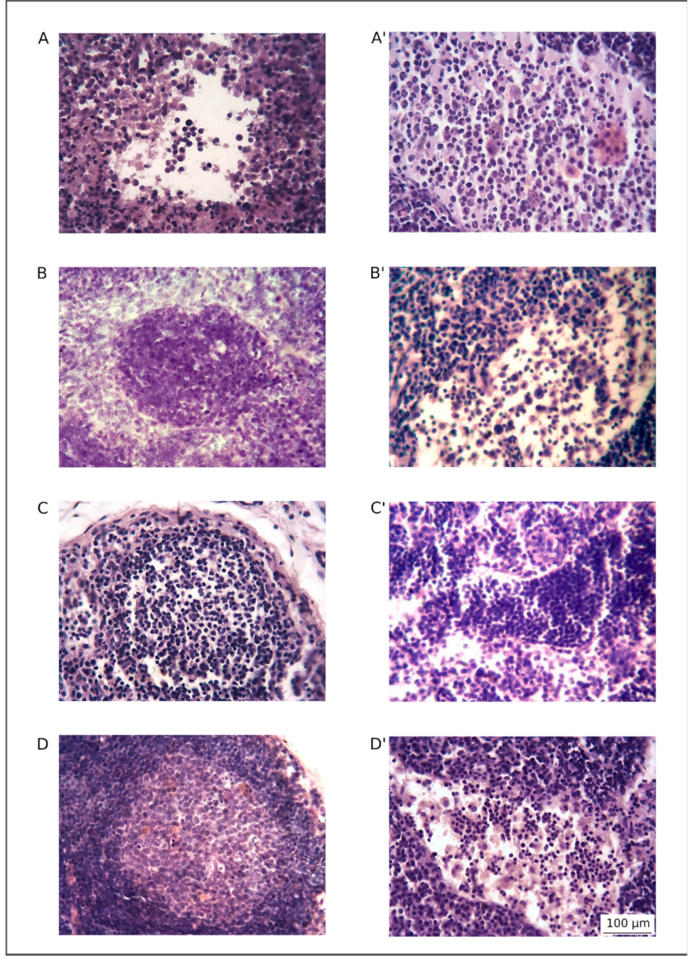 Pharmaceutics 13 00058 g004