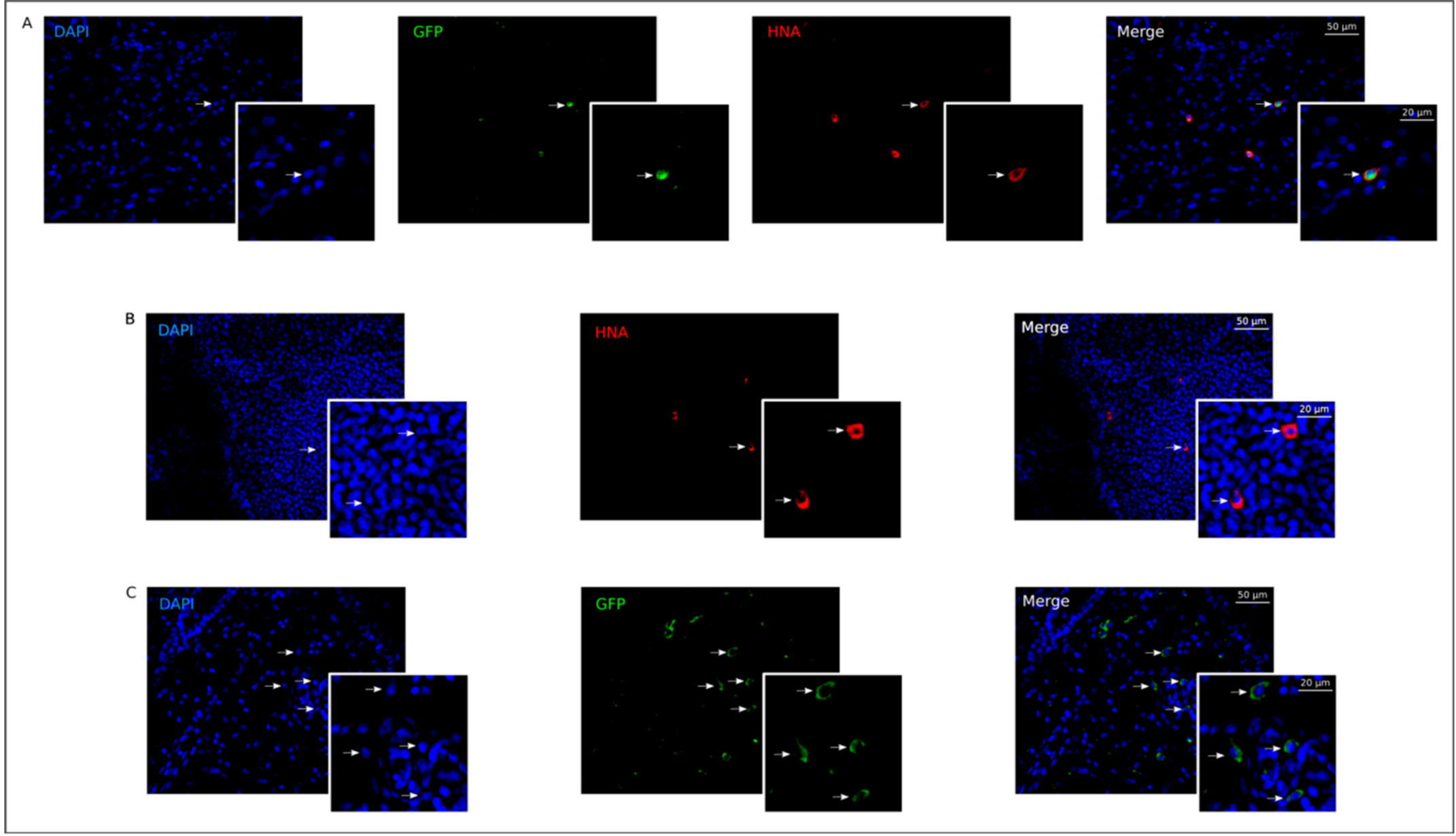 Pharmaceutics 13 00058 g006