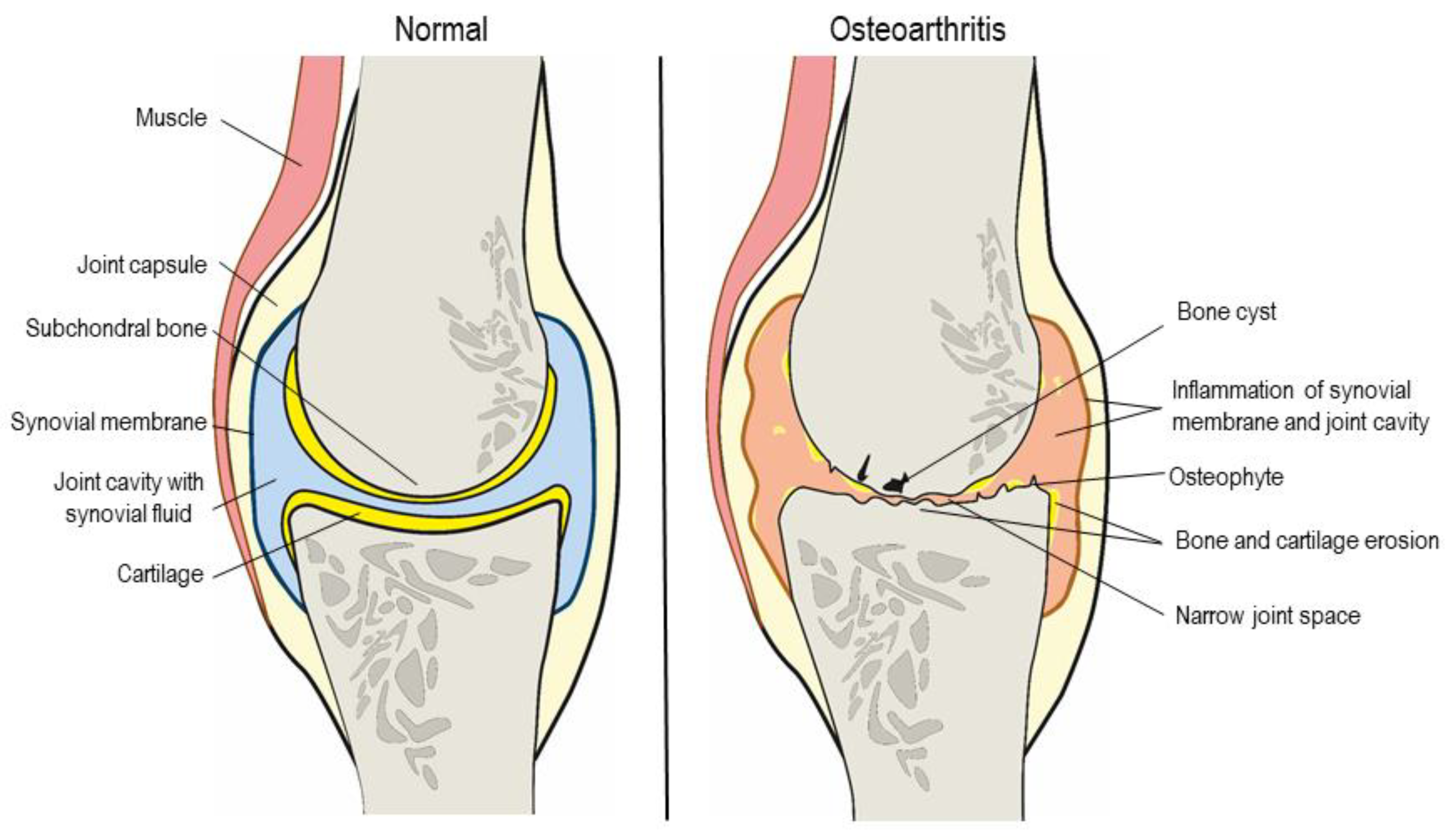 Pharmaceutics 13 00060 g001