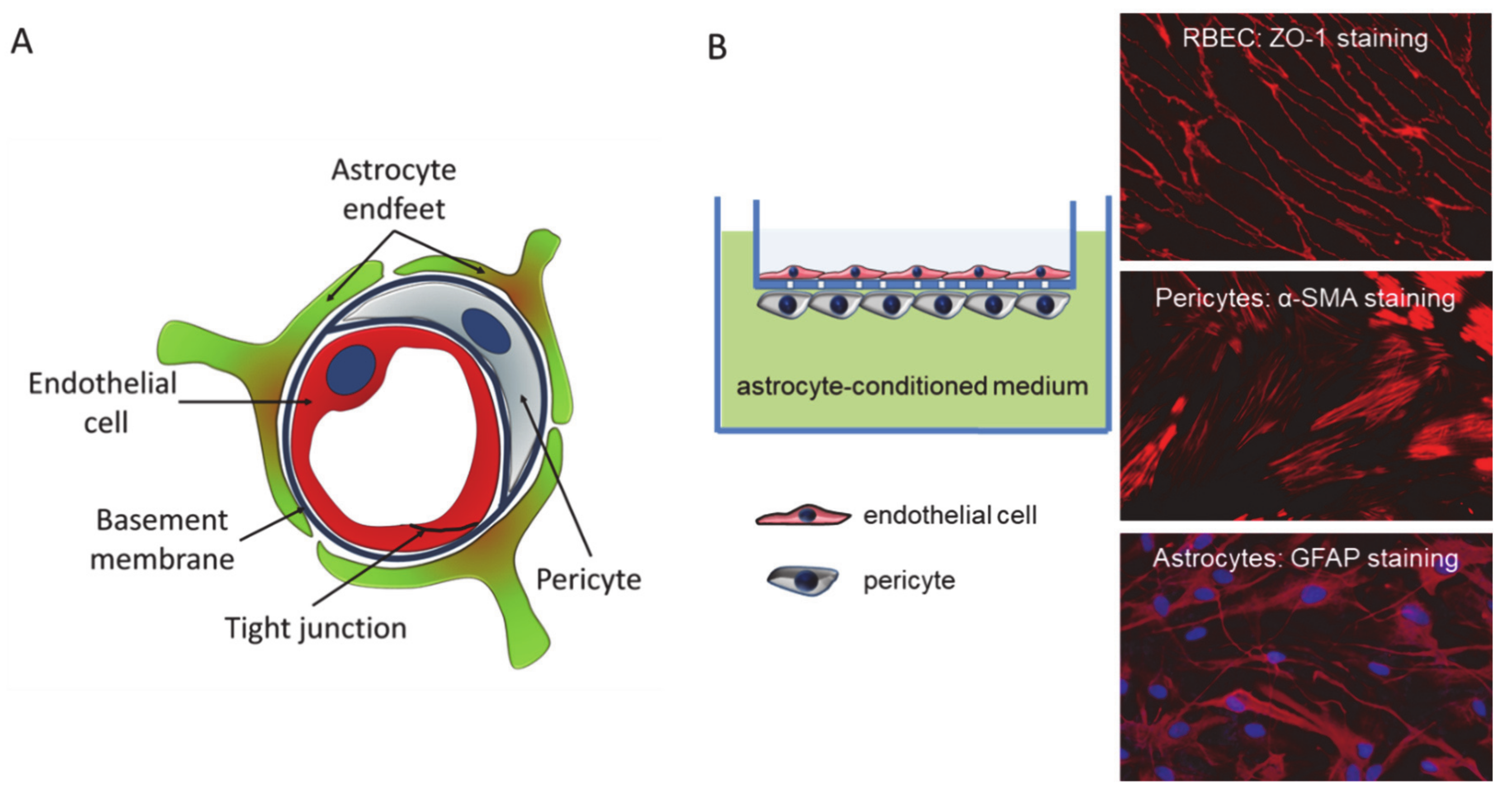 Pharmaceutics 13 00061 g004