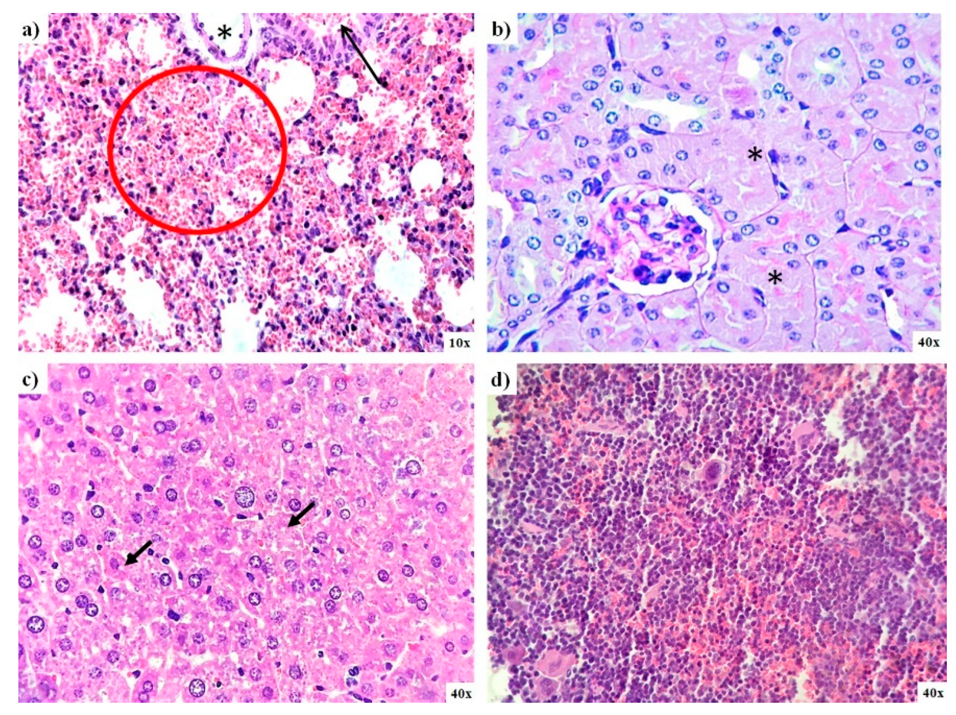 Pharmaceutics 13 00065 g006