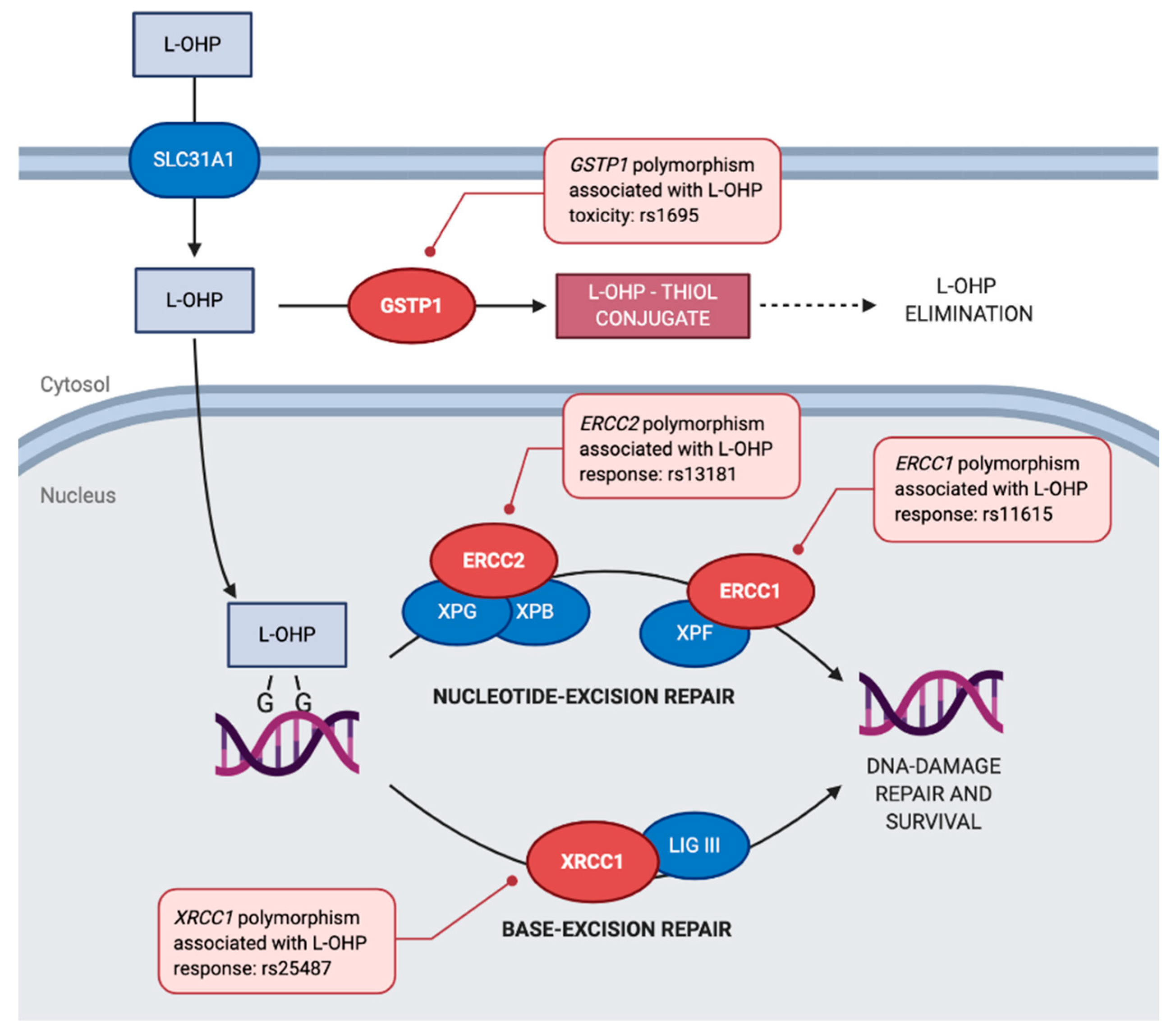 Pharmaceutics 13 00075 g002