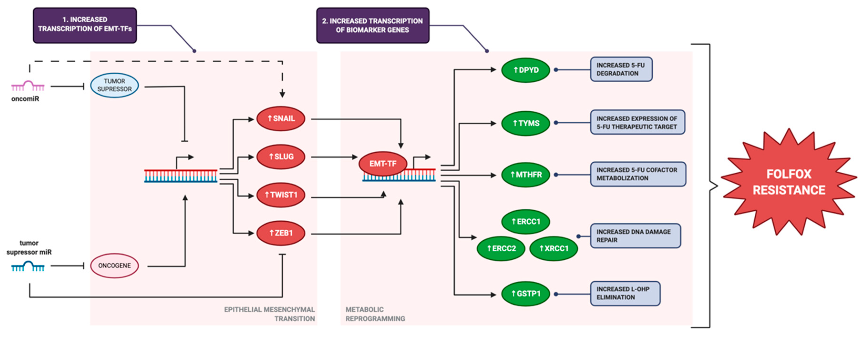 Pharmaceutics 13 00075 g004