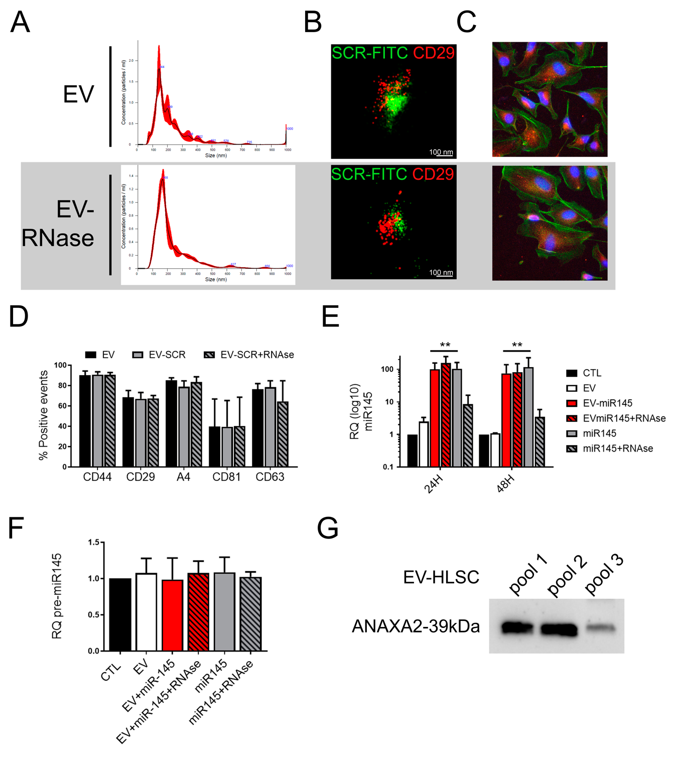 Pharmaceutics 13 00076 g002