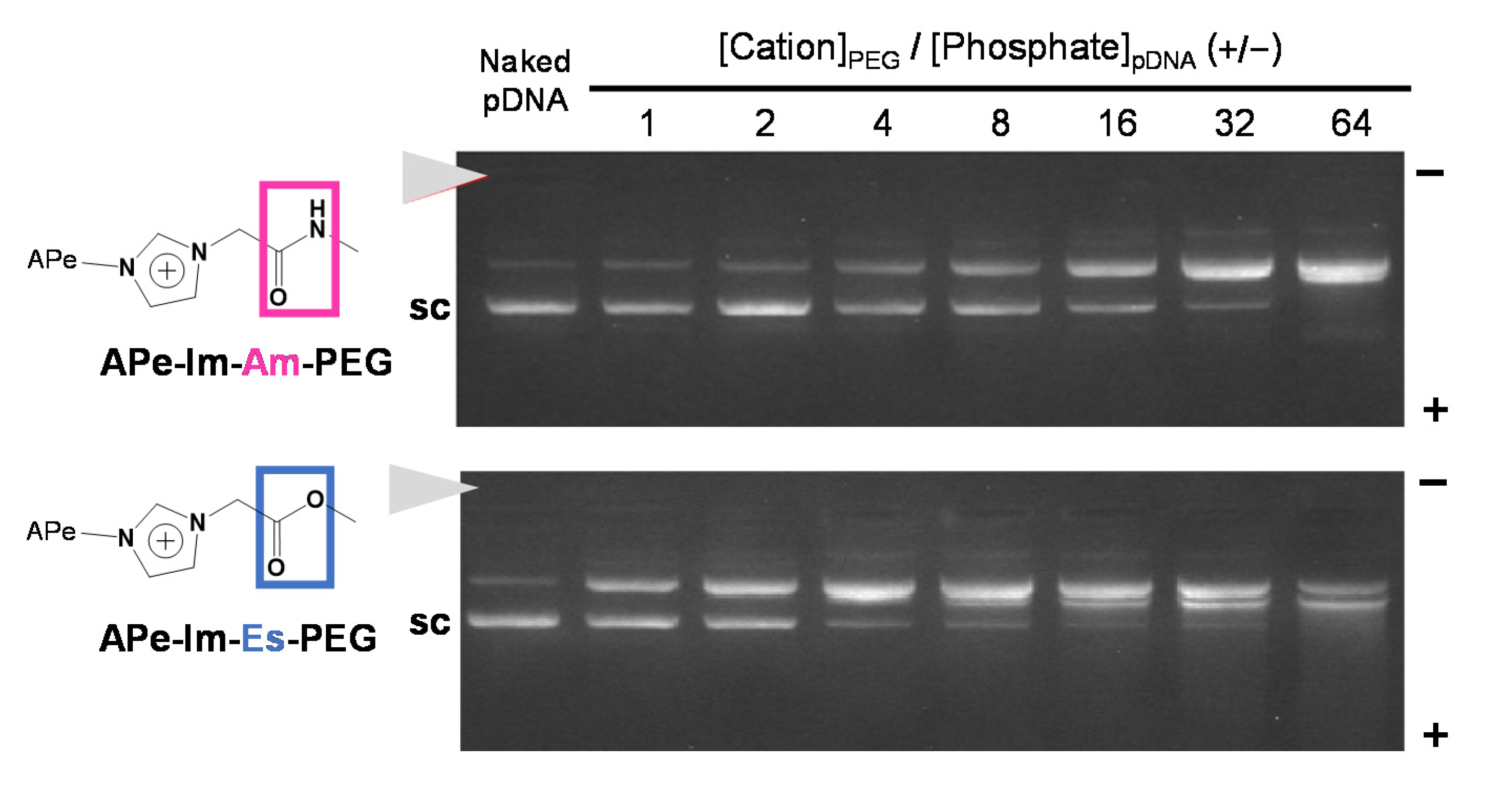 Pharmaceutics 13 00078 g002