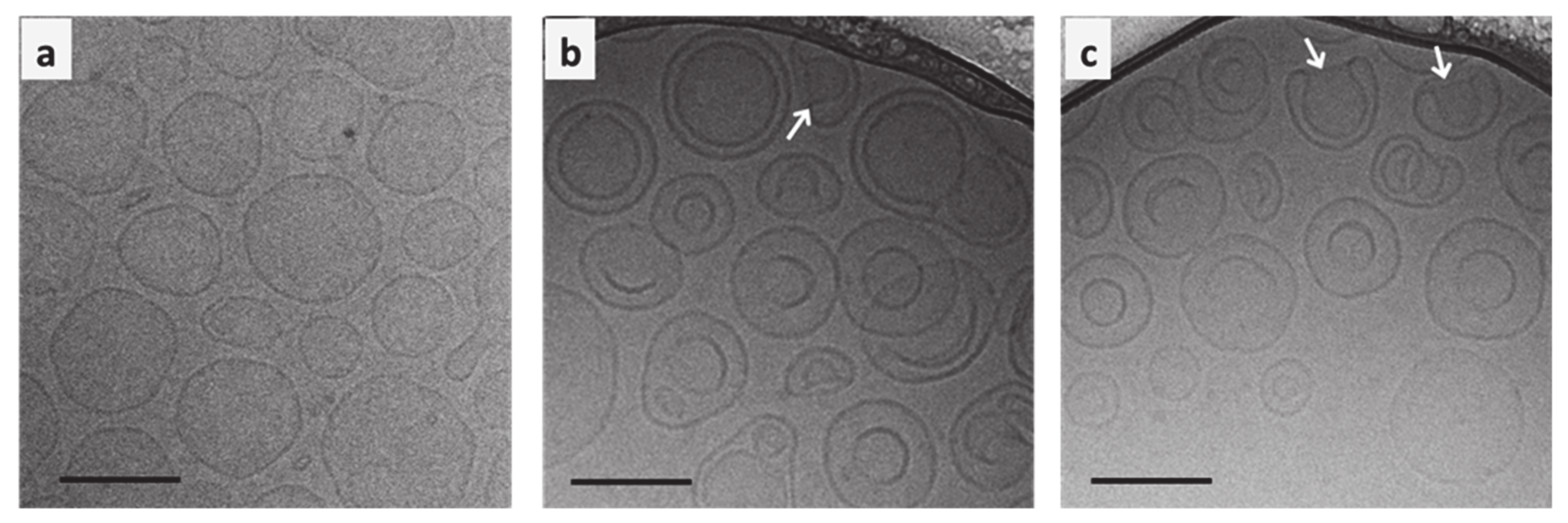 Pharmaceutics 13 00088 g004
