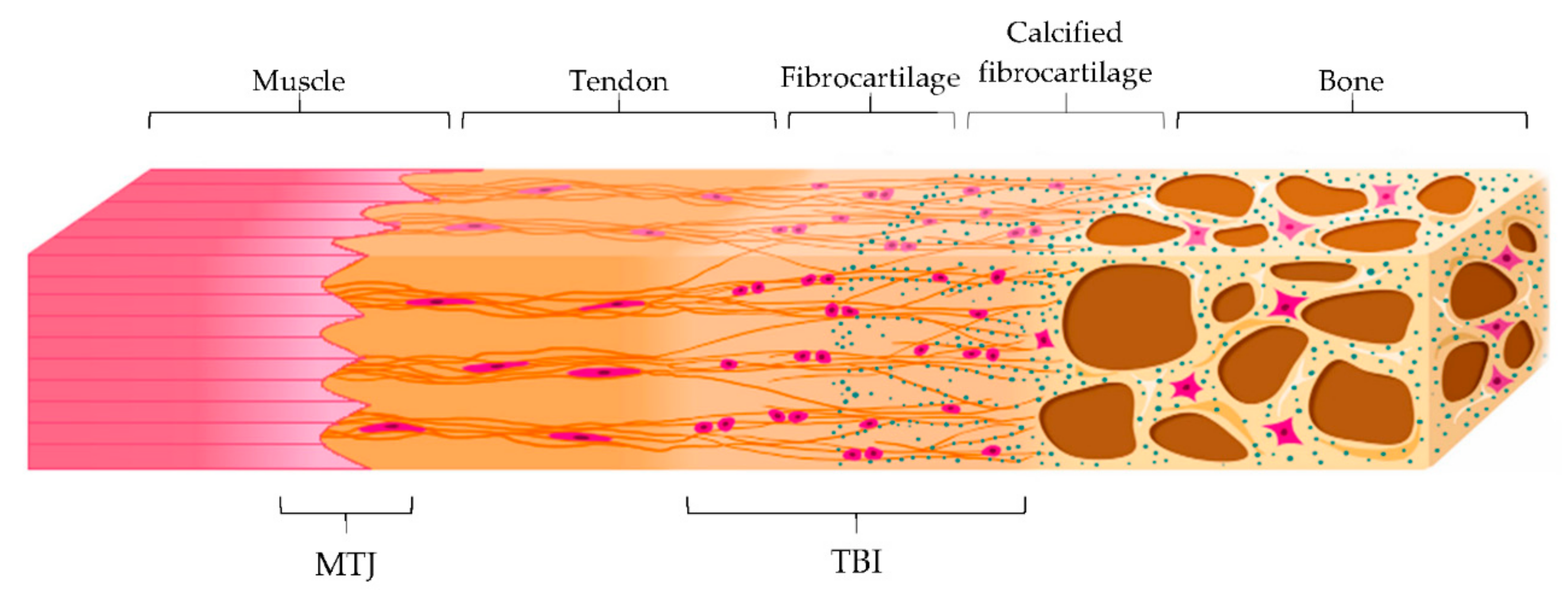 Pharmaceutics 13 00089 g003