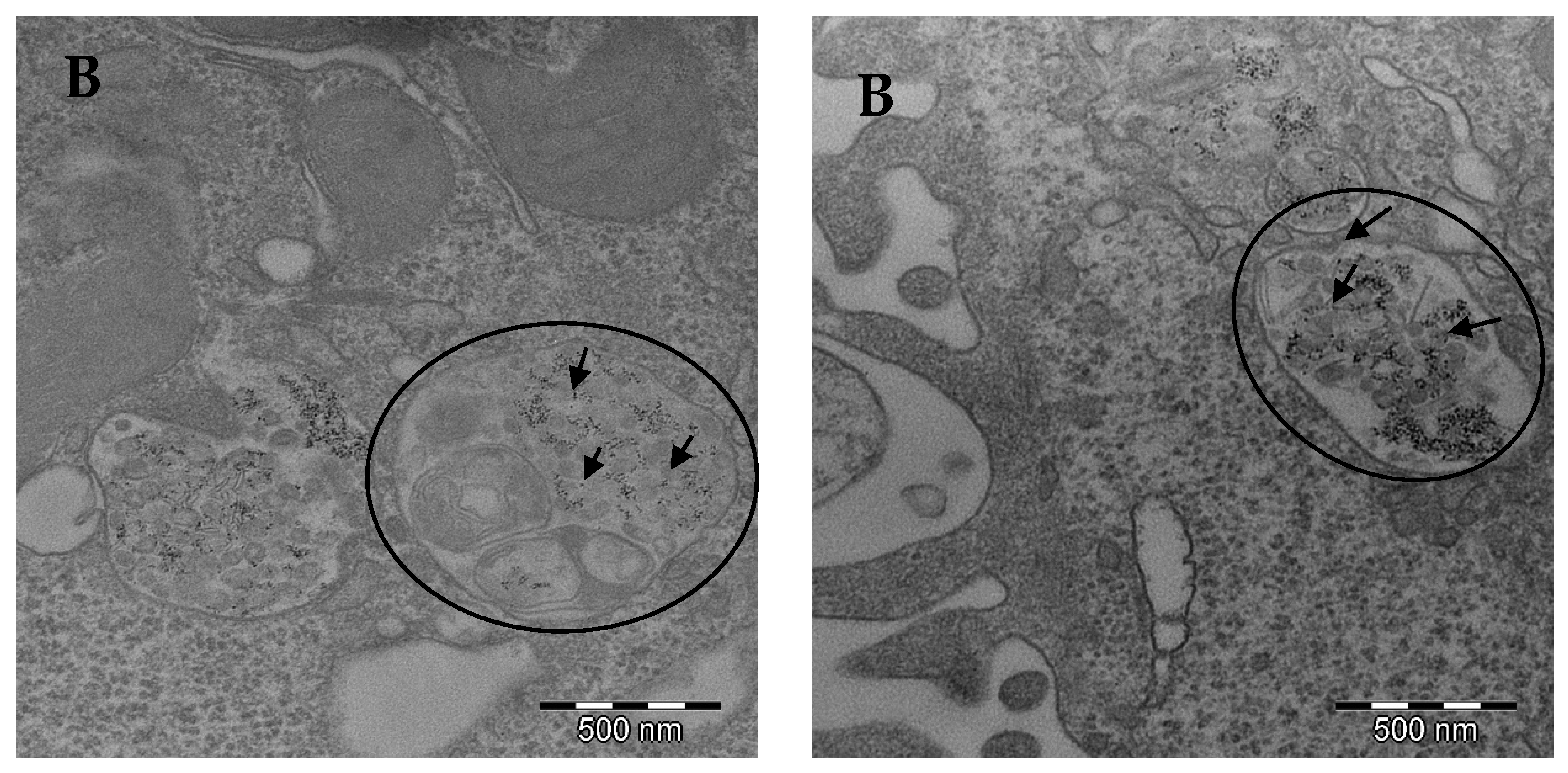 Pharmaceutics 13 00090 g001b